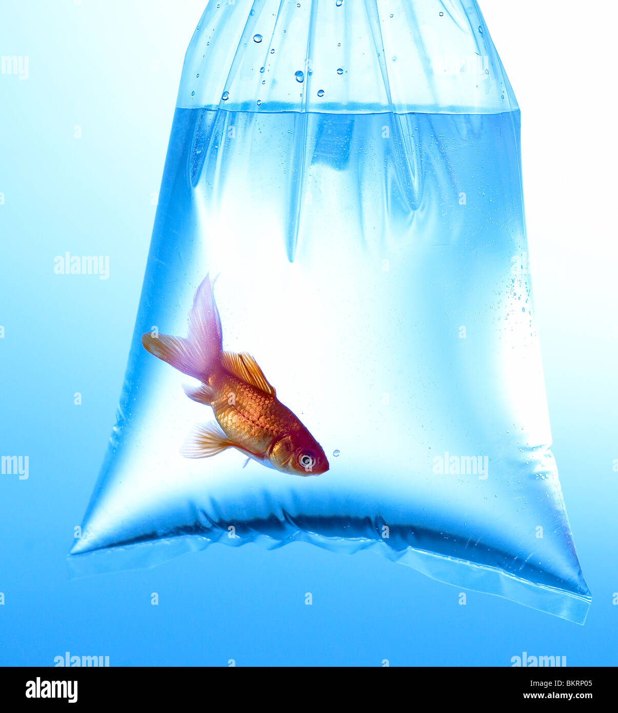 Goldfish in clear plastic bag, set against blue background Stock Photo