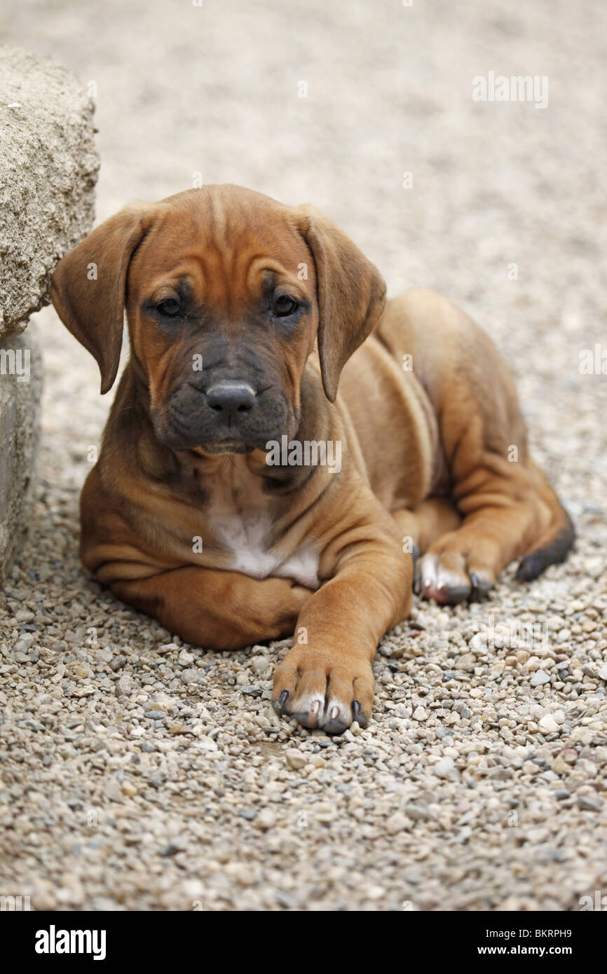 liegender Tosa Inu Welpe / lying Tosa Inu Puppy Stock Photo