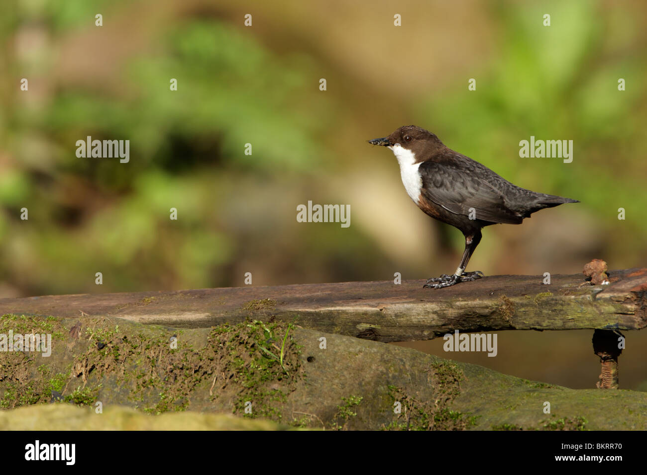Dipper, white-throated (Cinclus cinclus) standing on wooden board Stock Photo