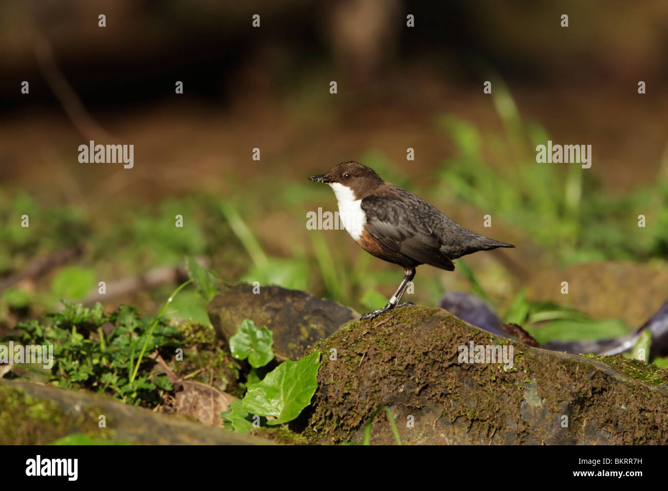 Dipper, white-throated (Cinclus cinclus) standing on mossy boulder Stock Photo