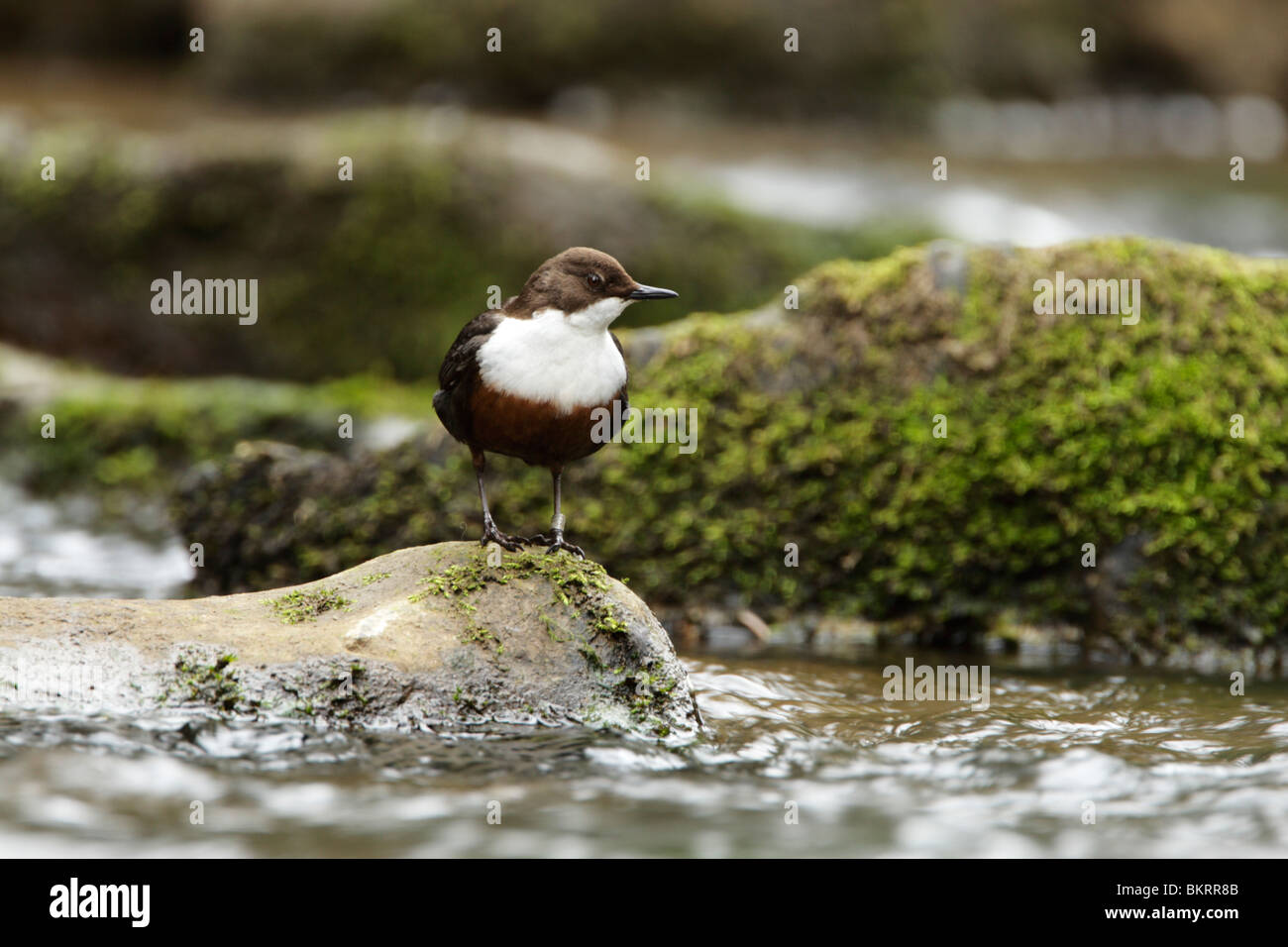 Dipper, white-throated (Cinclus cinclus) standing on a boulder mid stream Stock Photo