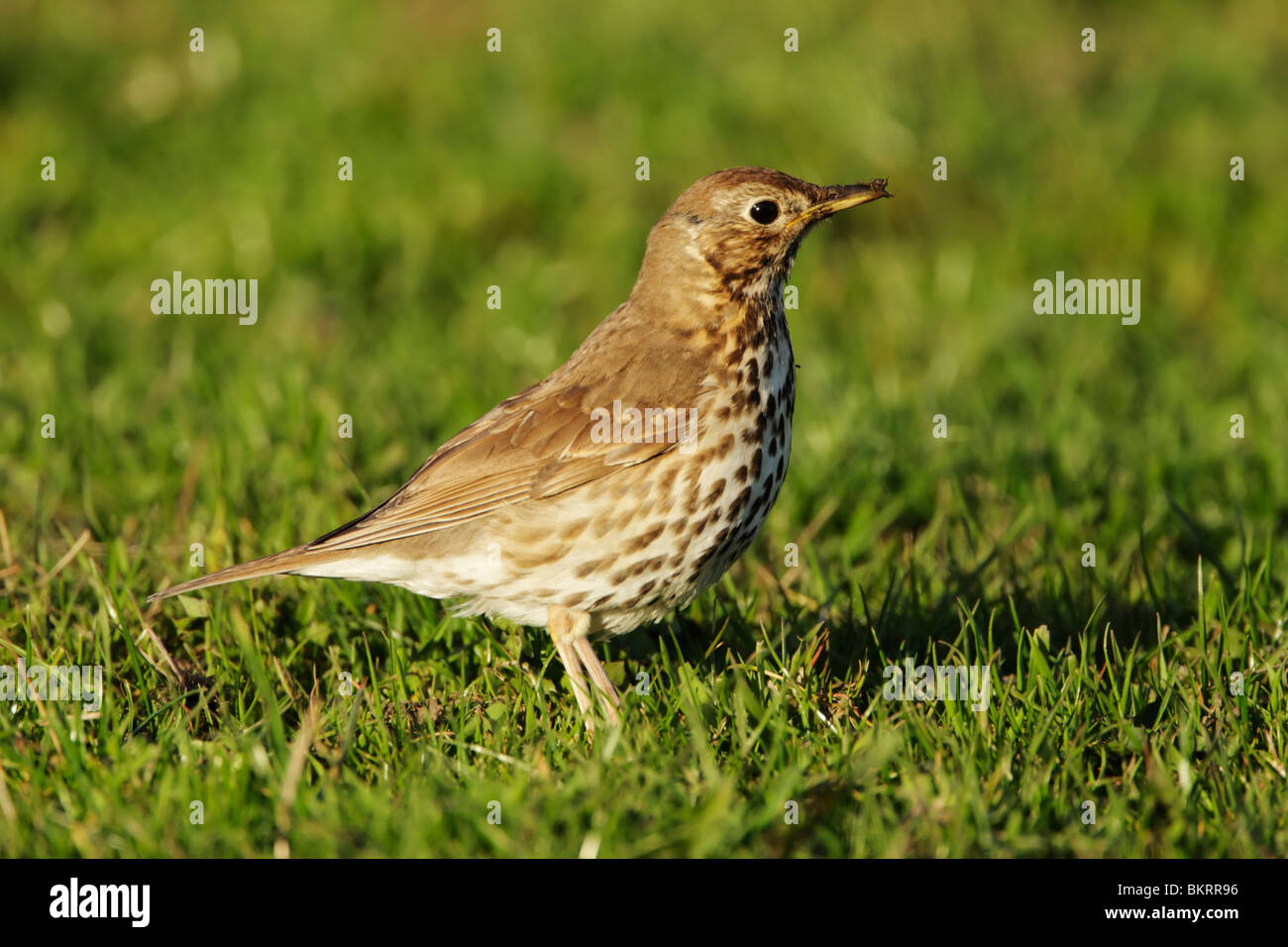 Song thrush (Turdus philomelos) standing on grass with mud on beak from foraging Stock Photo