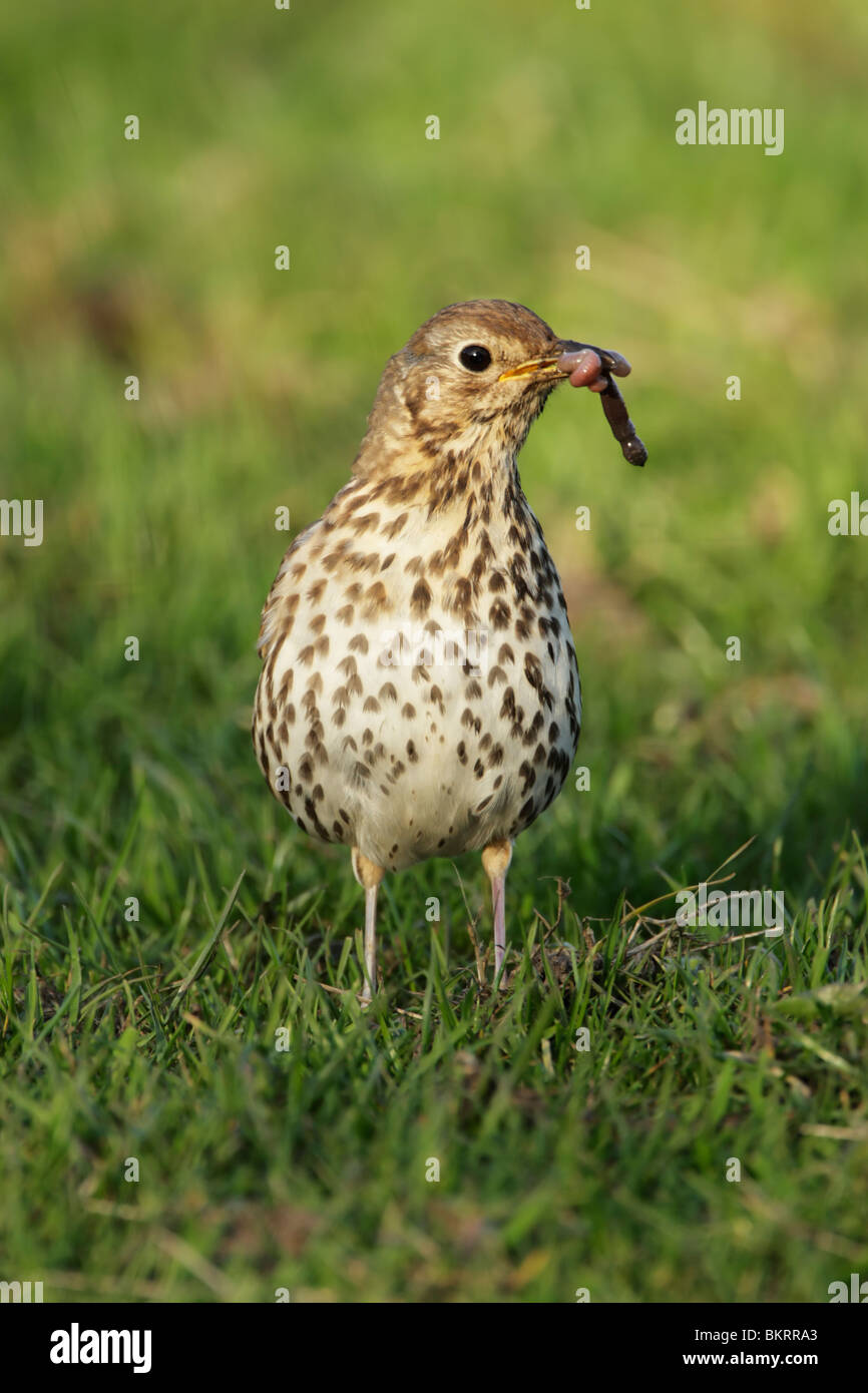 Song thrush (Turdus philomelos) standing on grass with worm in beak Stock Photo