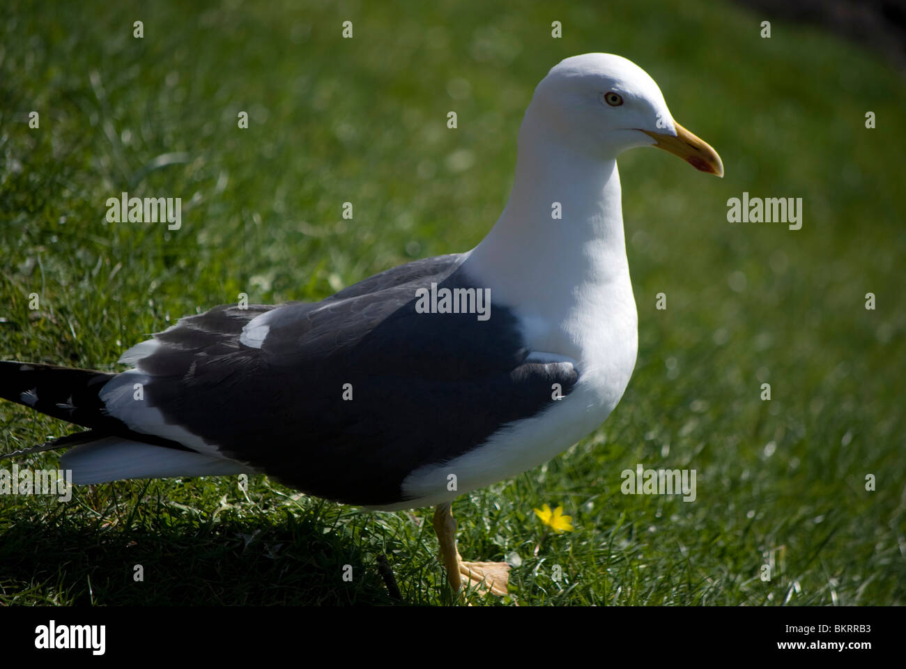 Great black-backed gull on the grass in Edinburgh, Scotland. Stock Photo