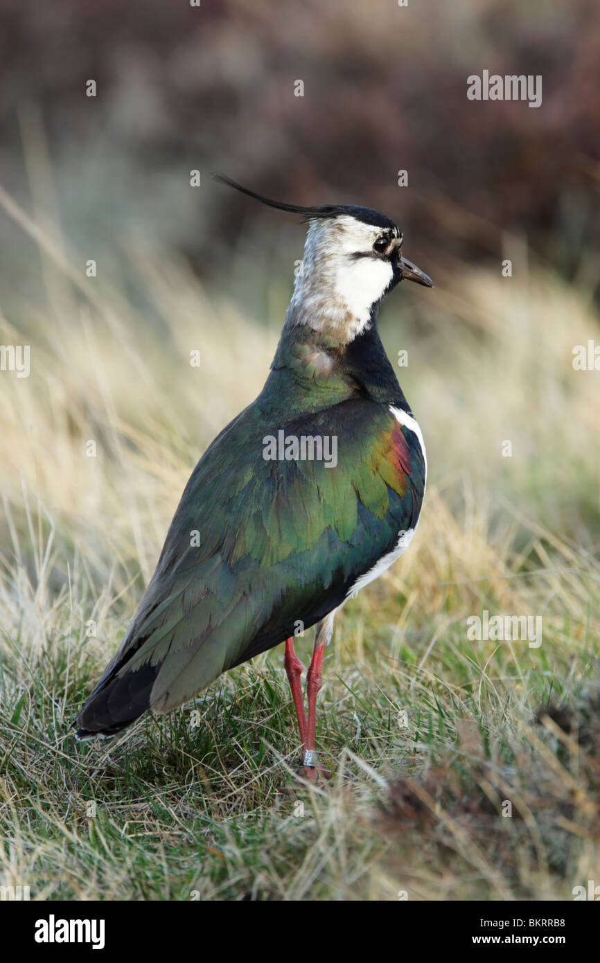 Lapwing, northern (Vanellus vanellus) standing on moorland grasses Stock Photo