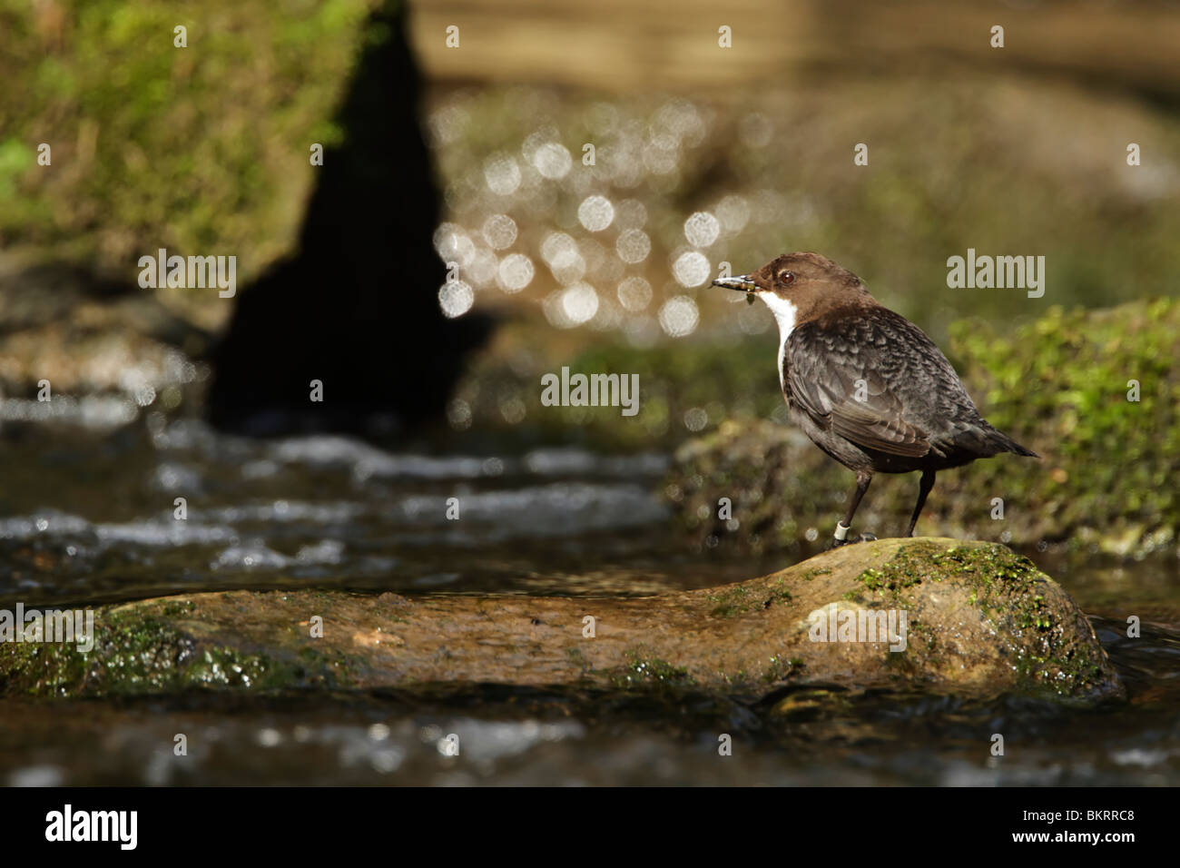 Dipper, white-throated (Cinclus cinclus) standing on a boulder mid stream Stock Photo