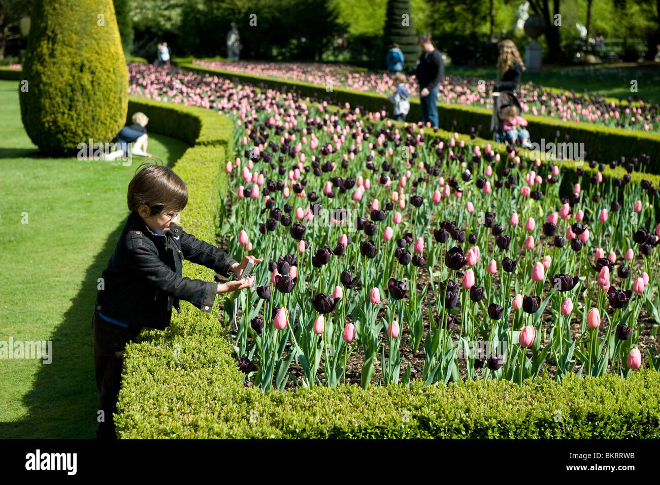 A young boy photographinh the flowers in The Lond Garden at Cliveden House, Buckinghamshire, UK Stock Photo