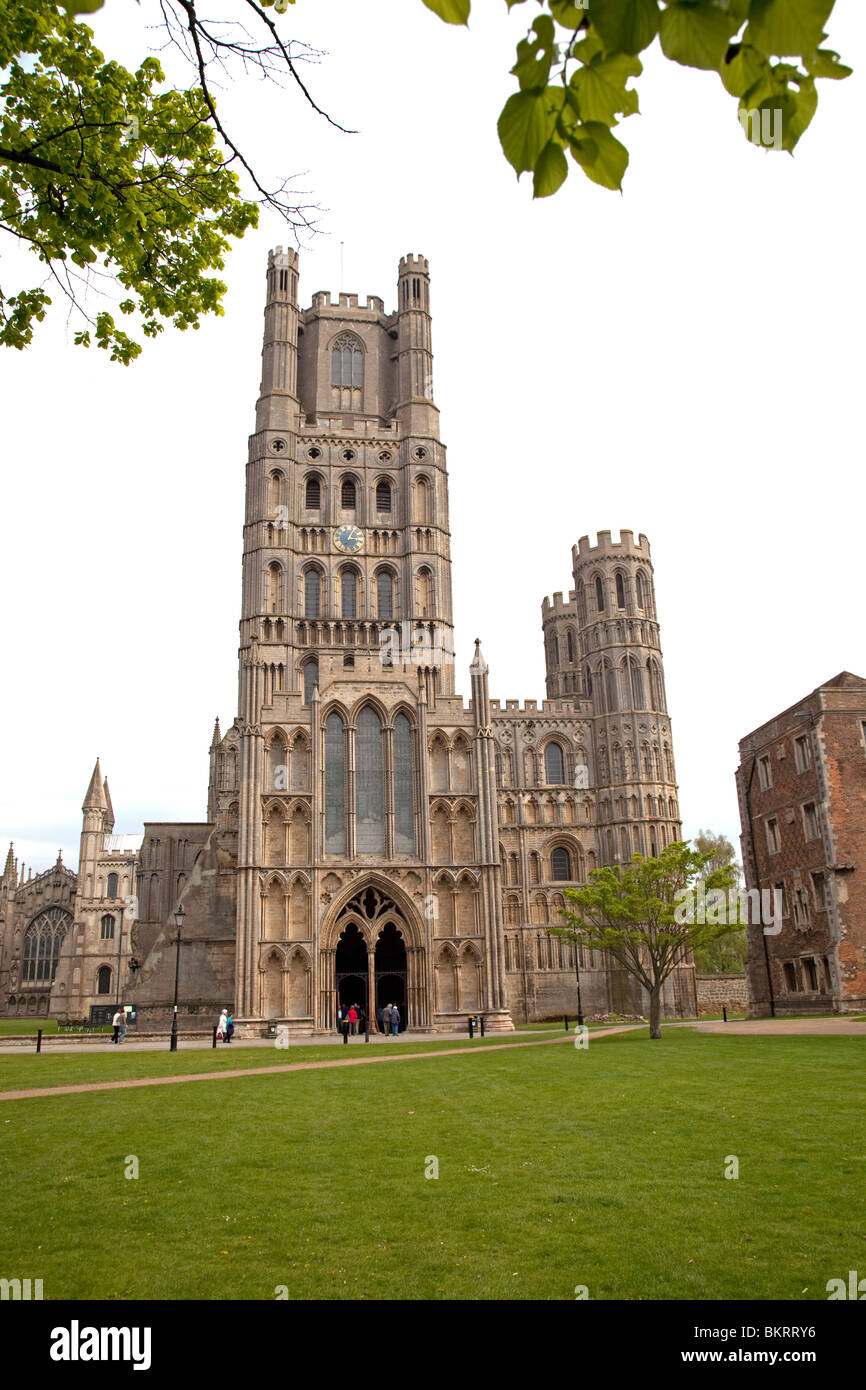 Cathedral of trees hi-res stock photography and images - Alamy