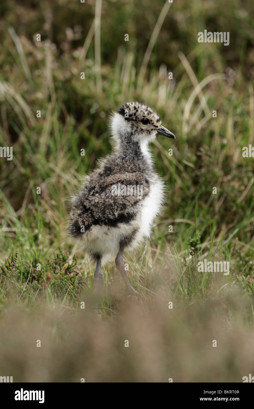 Lapwing northern chick (Vanellus vanellus) standing on moorland grasses Stock Photo