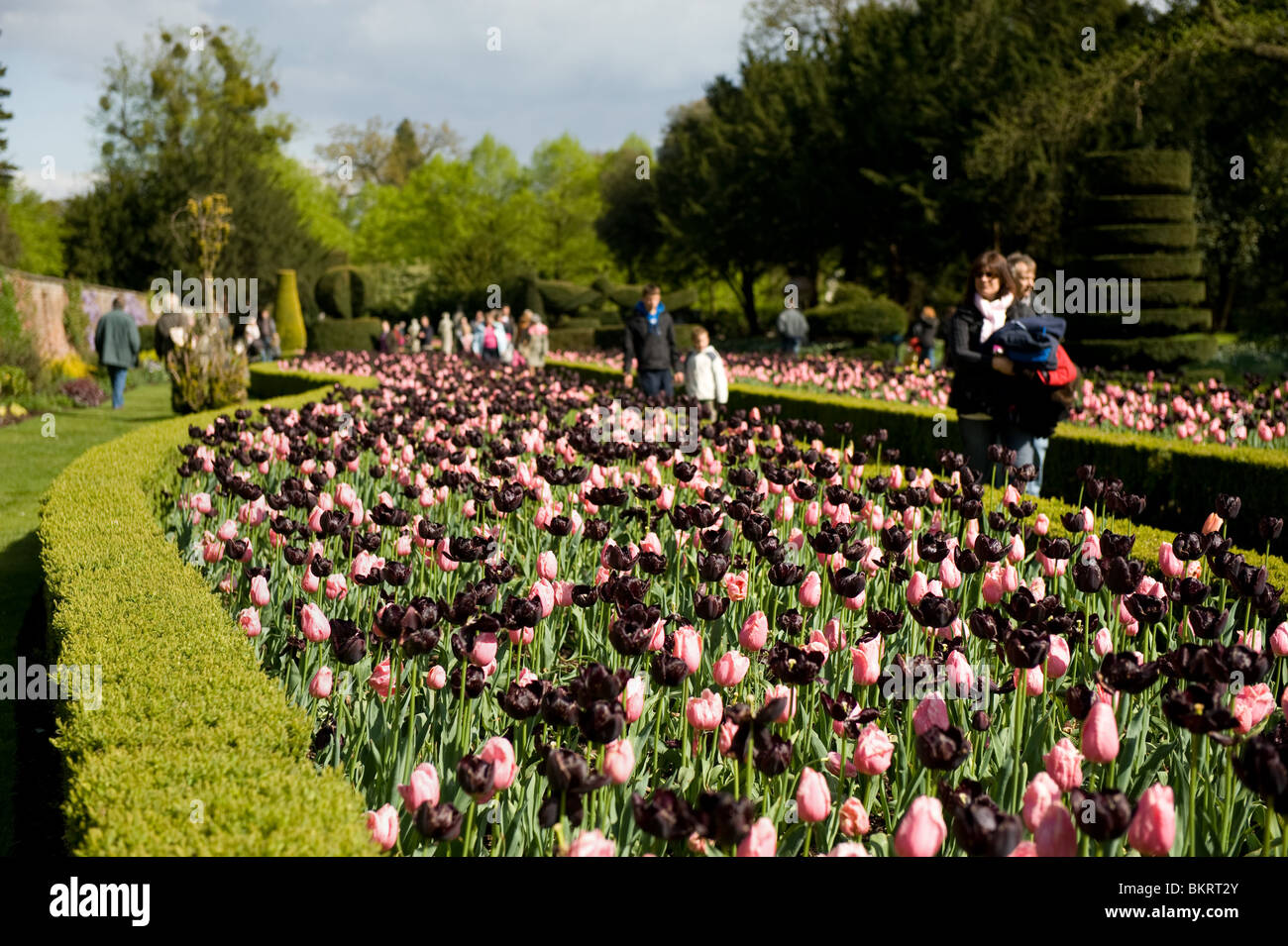 The Long Garden in Spring at Cliveden, Buckinghamshire, UK Stock Photo