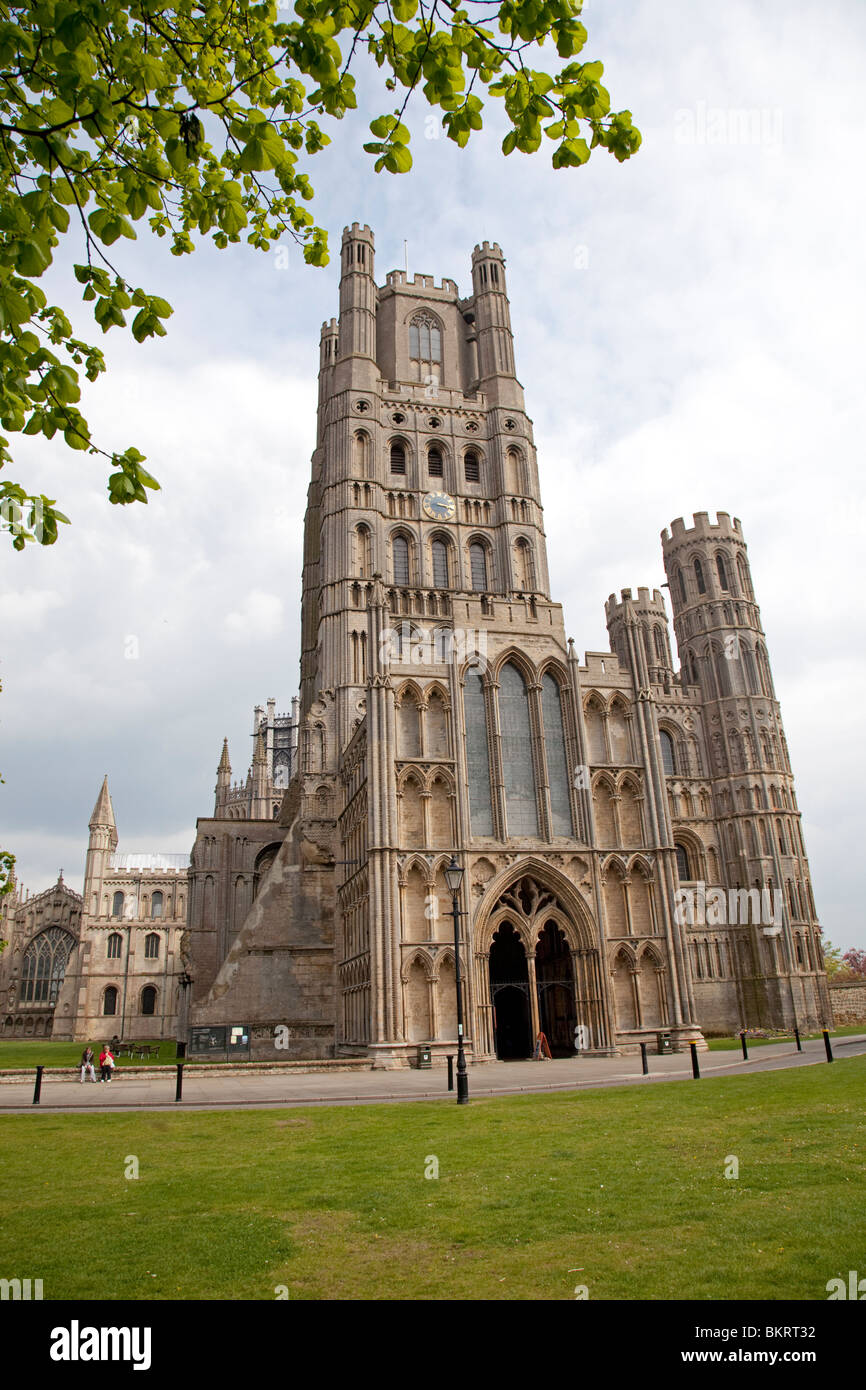 Cathedral of trees hi-res stock photography and images - Alamy