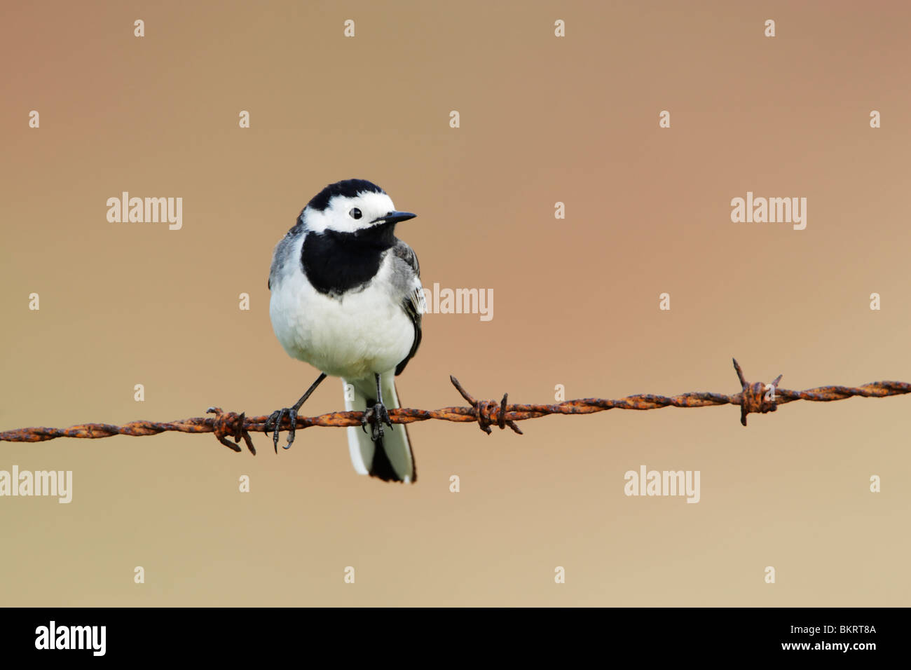 Pied or White wagtail (Motacilla alba) perched on barbed wire fence Stock Photo