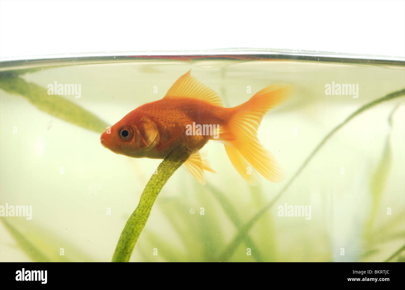 goldfish in bowl Stock Photo Alamy