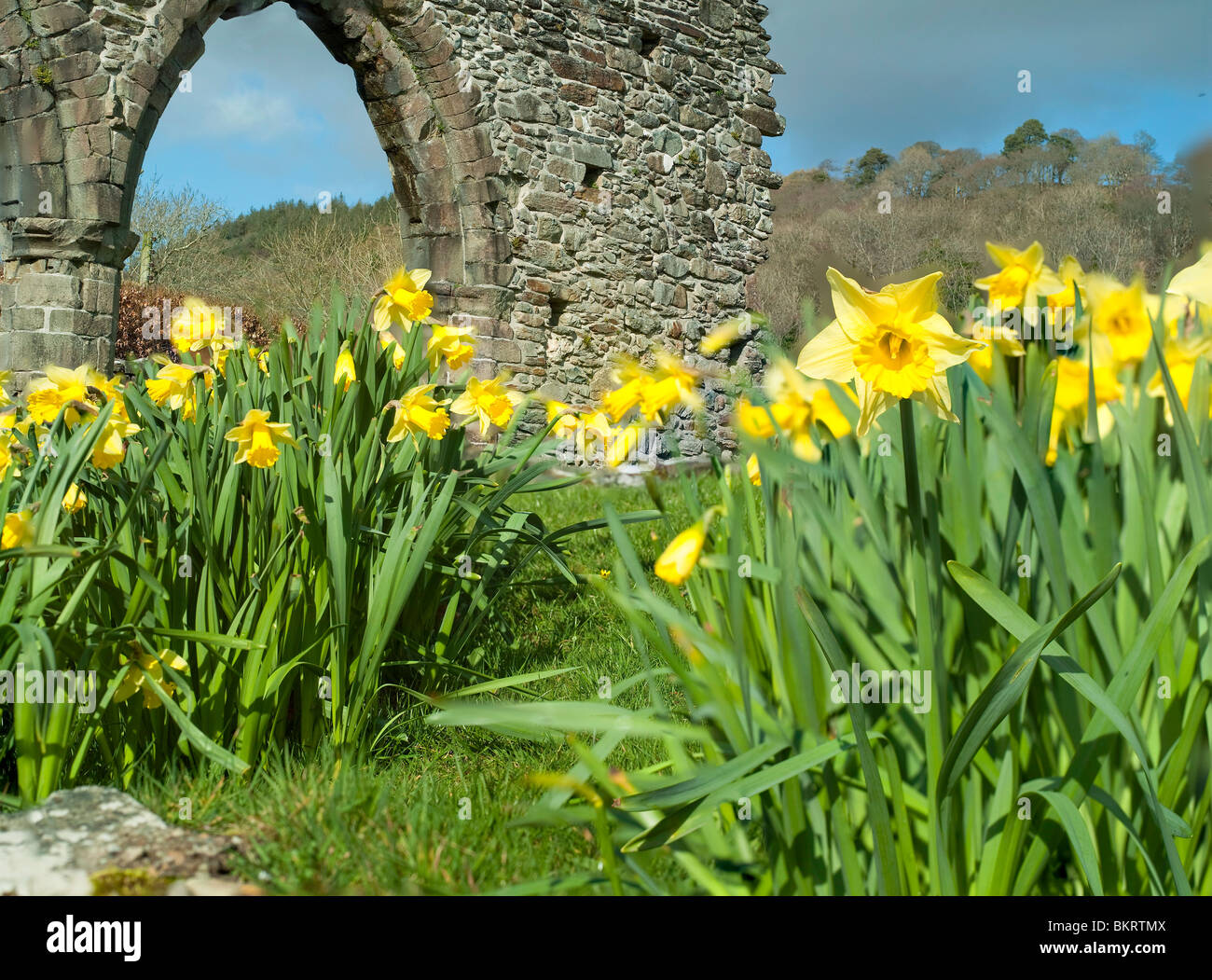 Daffodils Wales Stock Photos & Daffodils Wales Stock Images Alamy