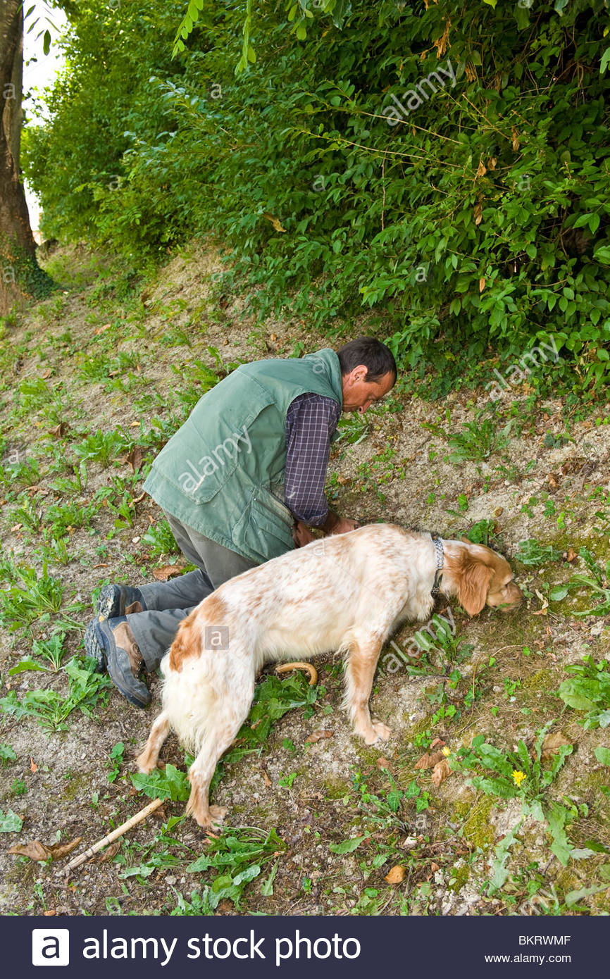 Truffle Searching Dog High Resolution Stock Photography and Images Alamy