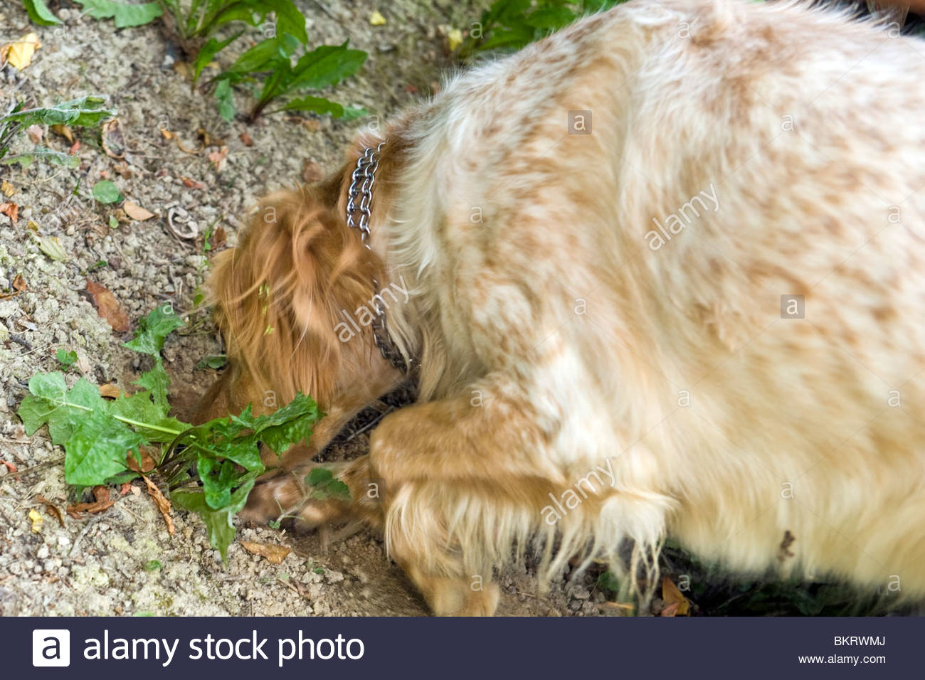 Truffle Searching Dog High Resolution Stock Photography and Images Alamy