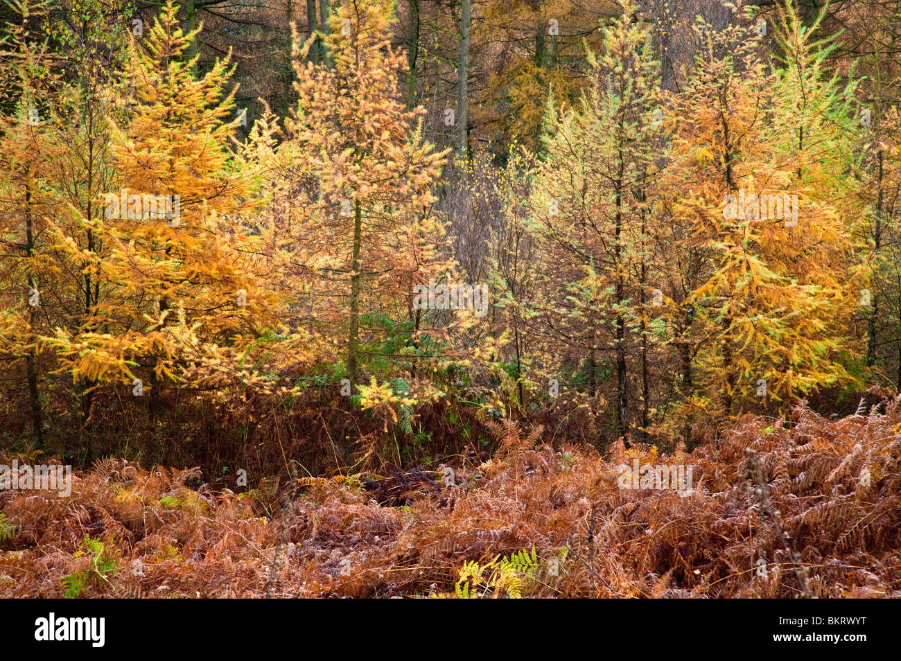 Trees in autumn colour on Cannock Chase an Area of Outstanding Natural ...