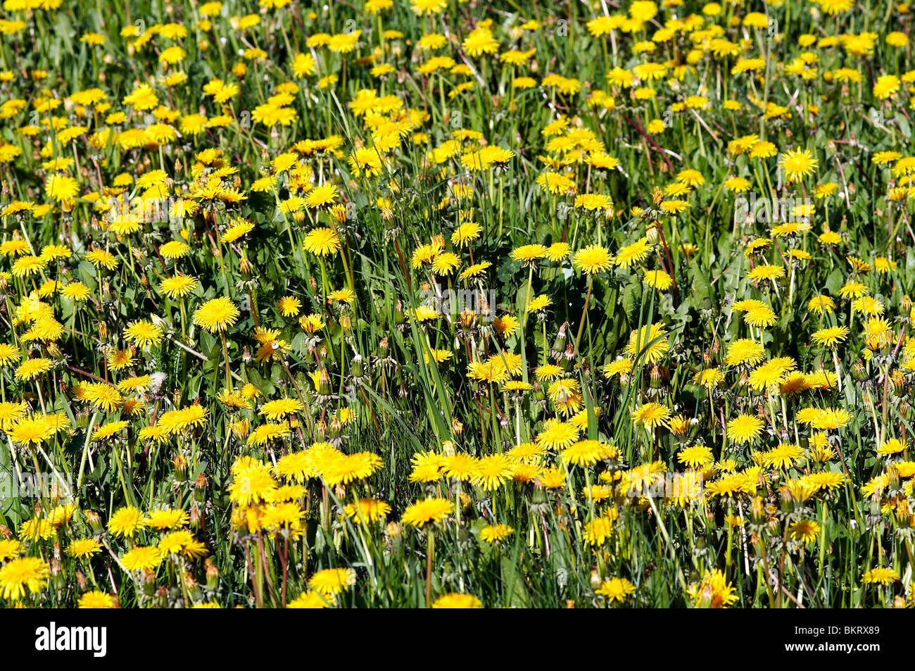 Dandelion meadow in spring hi-res stock photography and images - Alamy