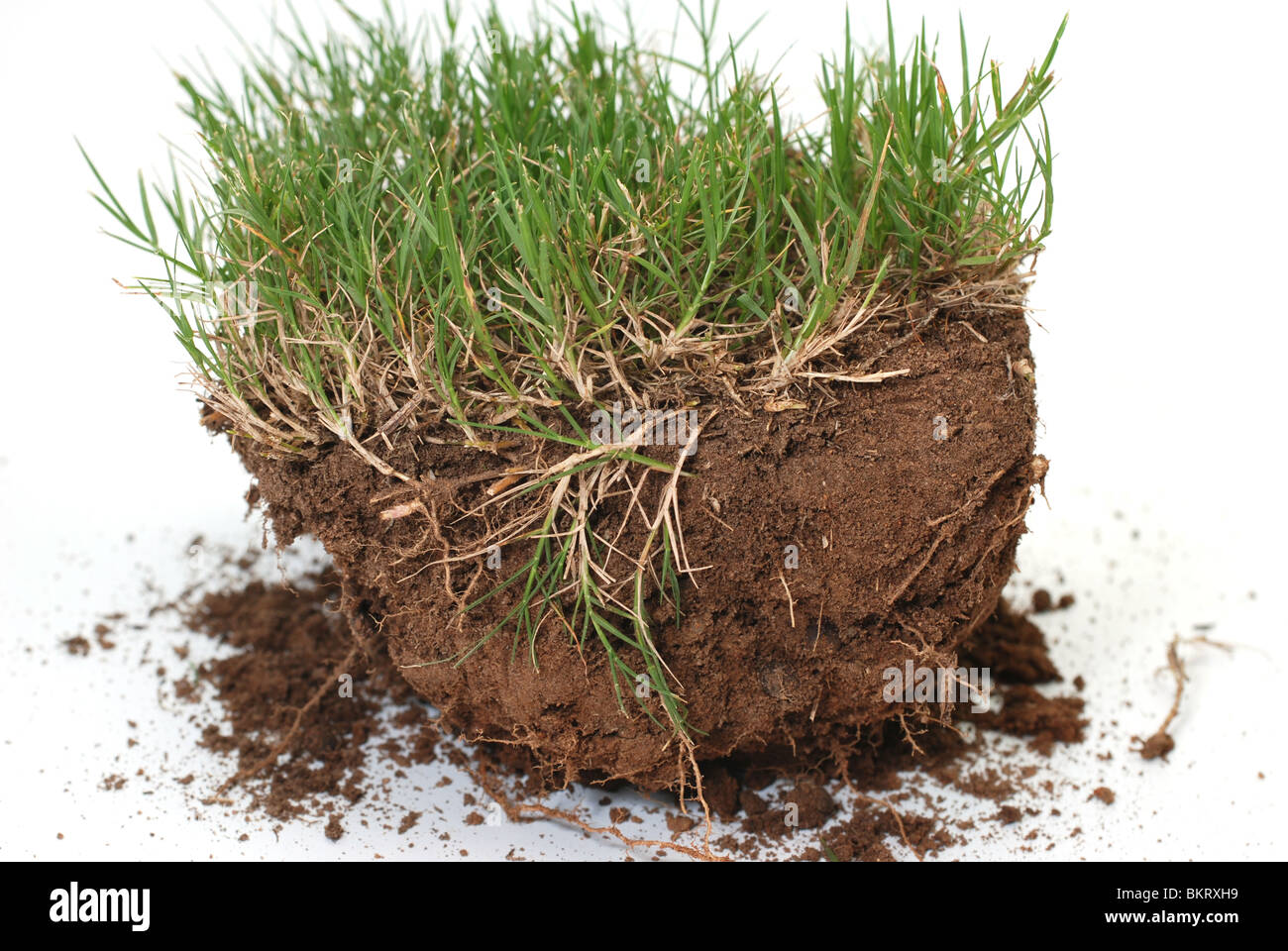 Plug of grass and dirt isolated on white background Stock Photo Alamy