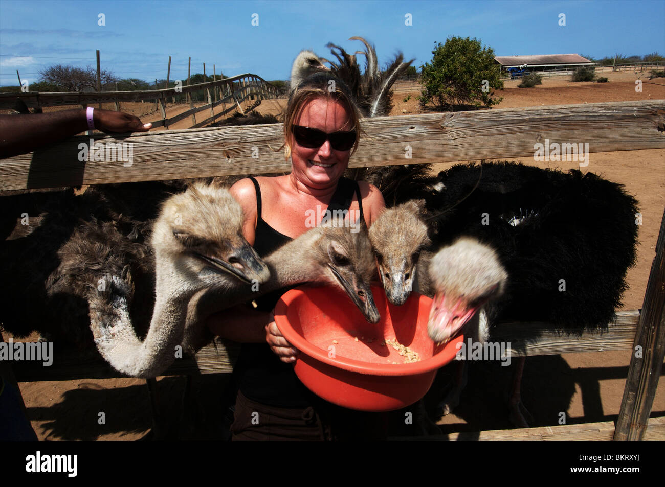 Curacao, a tourist feeding the ostriches at the ostrich farm. Stock Photo