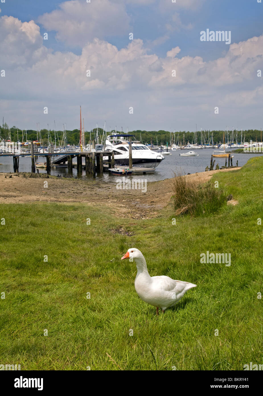 Snow Goose at Marina on River Beaulieu at Bucklers Hard, Hampshire, England Stock Photo Alamy