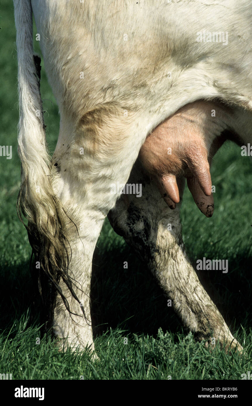 udder of a cow Stock Photo