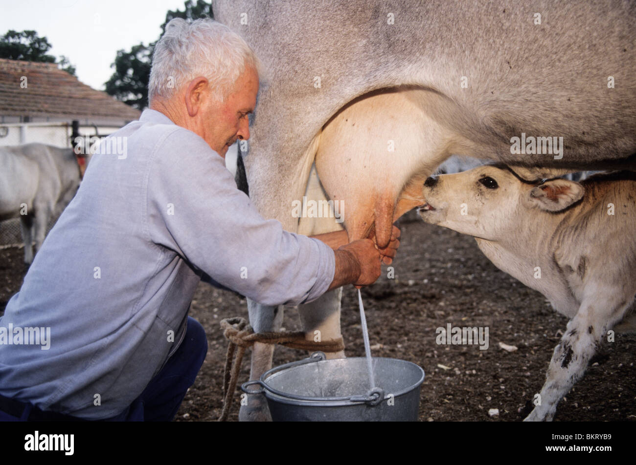 manual milking,Vieste,Italy Stock Photo