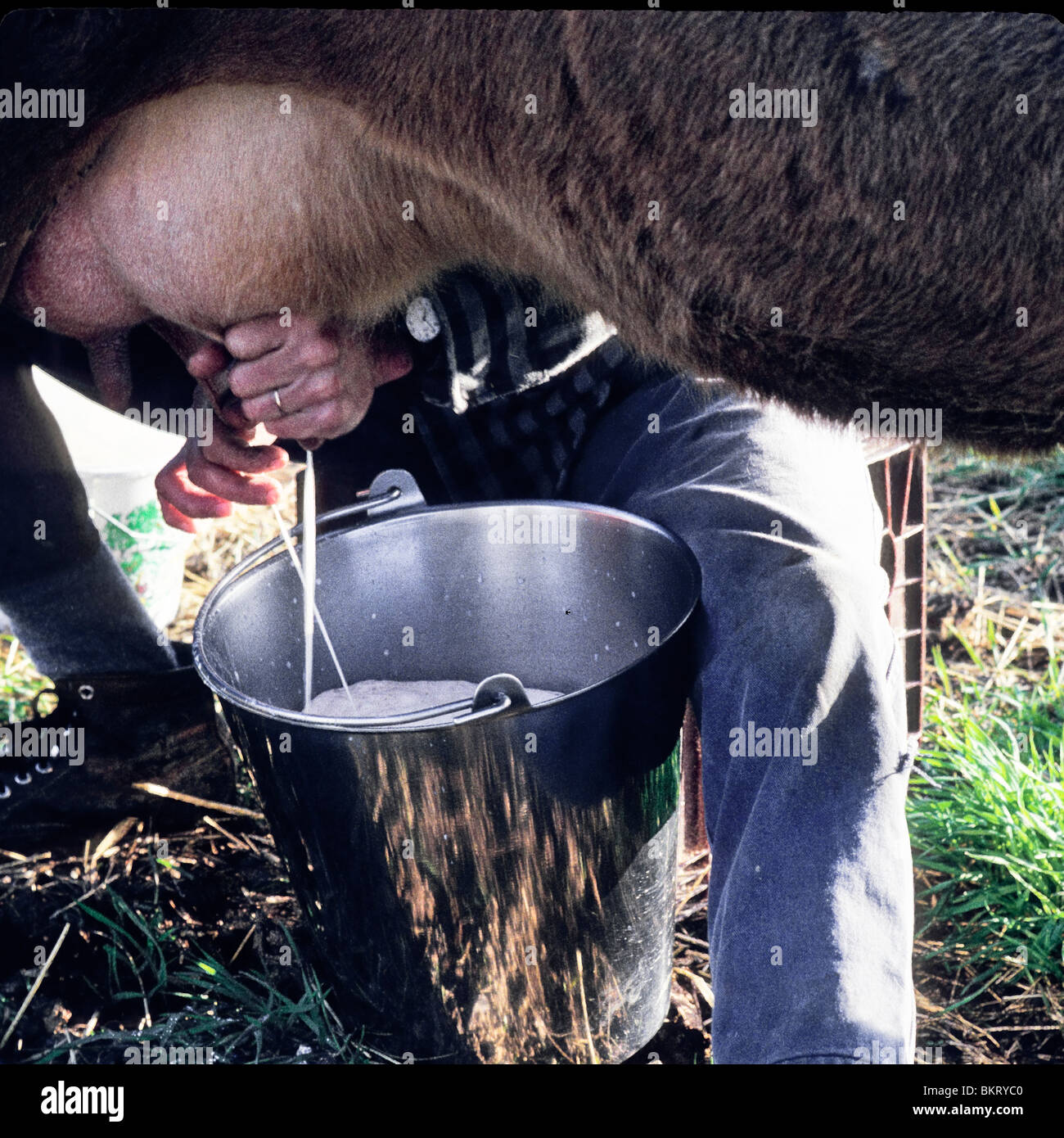 milking cow Stock Photo 29415232 Alamy