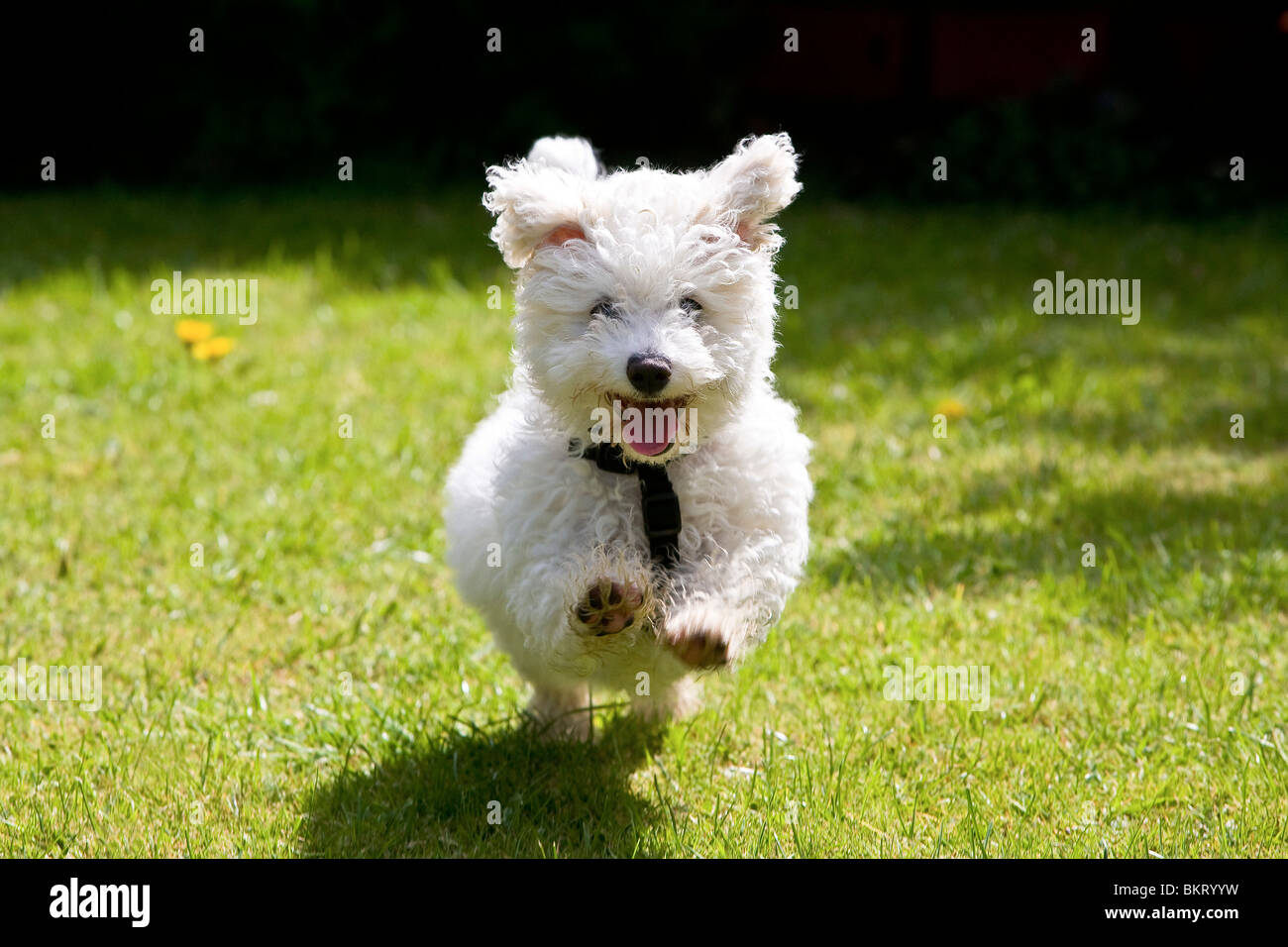 Bichon Frise puppy in action Stock Photo