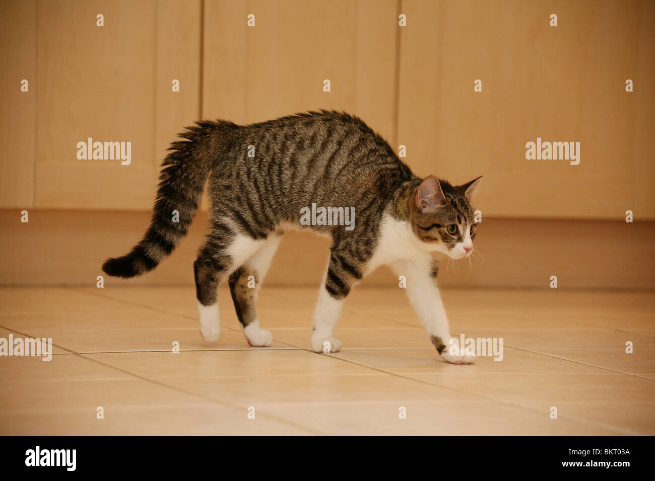 Arched cat hires stock photography and images Alamy