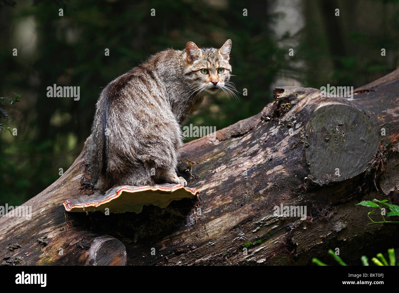 Wildkatze, Europäische, wildcat, Felis, silvestris Stock Photo