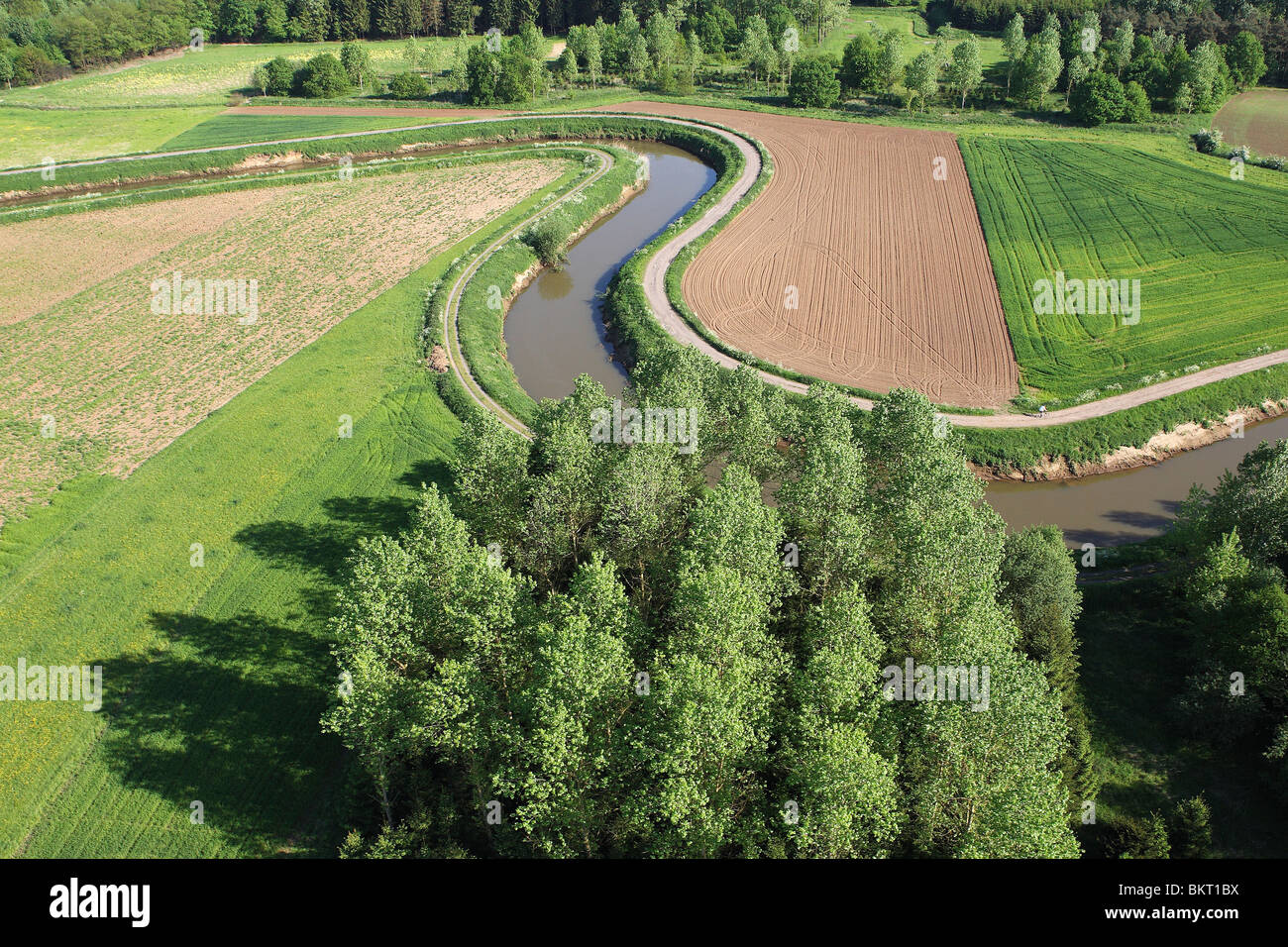 Meanderende rivier Demer met Populieren (Populus sp.), Demervallei ...