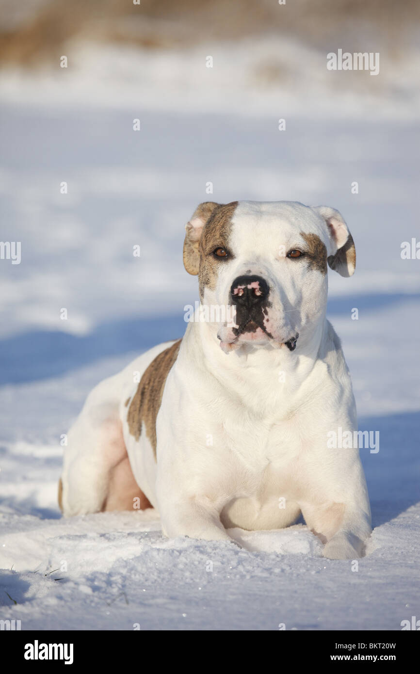Amerikanische Bulldogge / American Bulldog Stock Photo