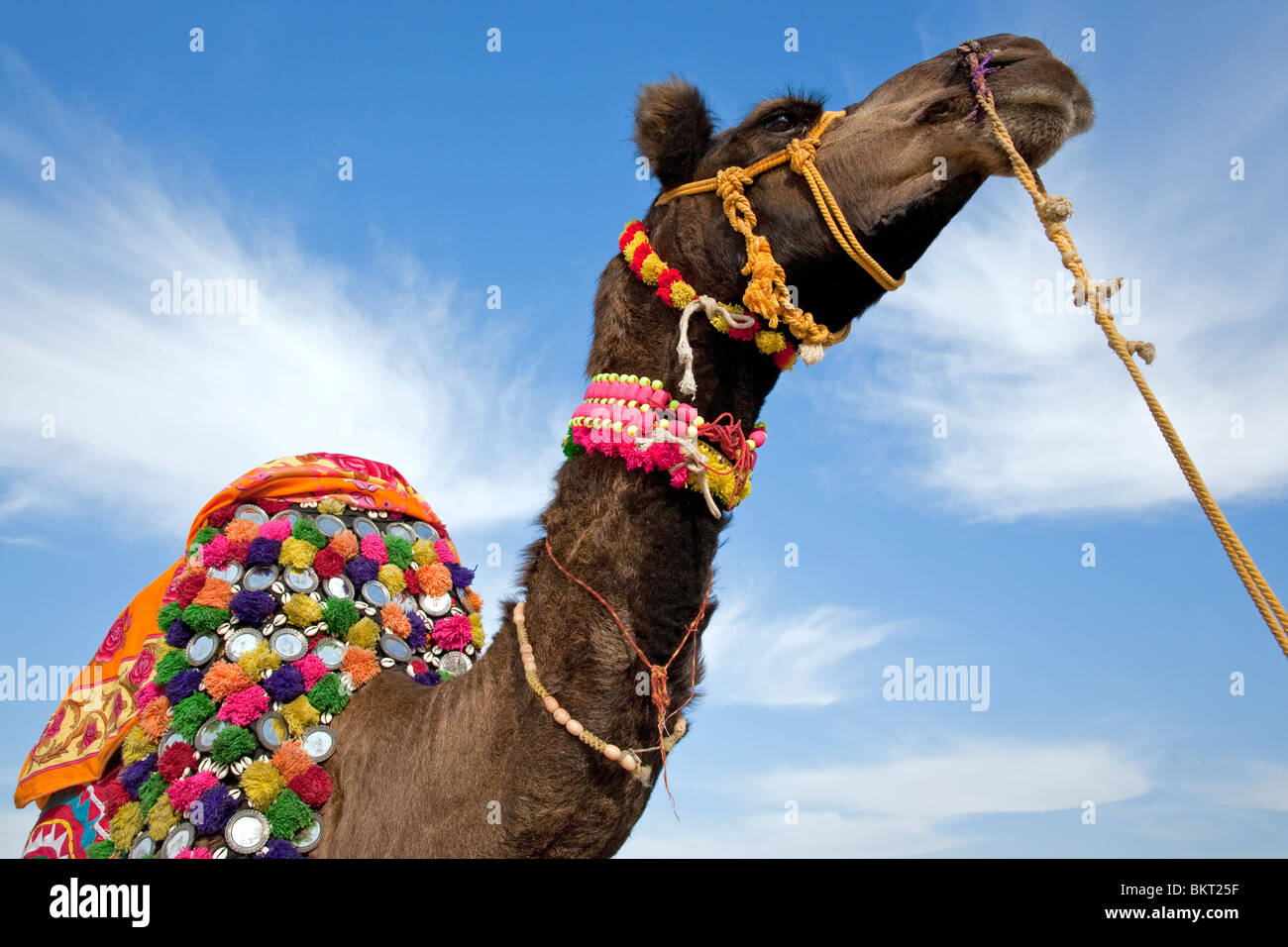 Camel. Sam Sand Dunes National Park. Near Jaisalmer. Rajasthan. India Stock Photo