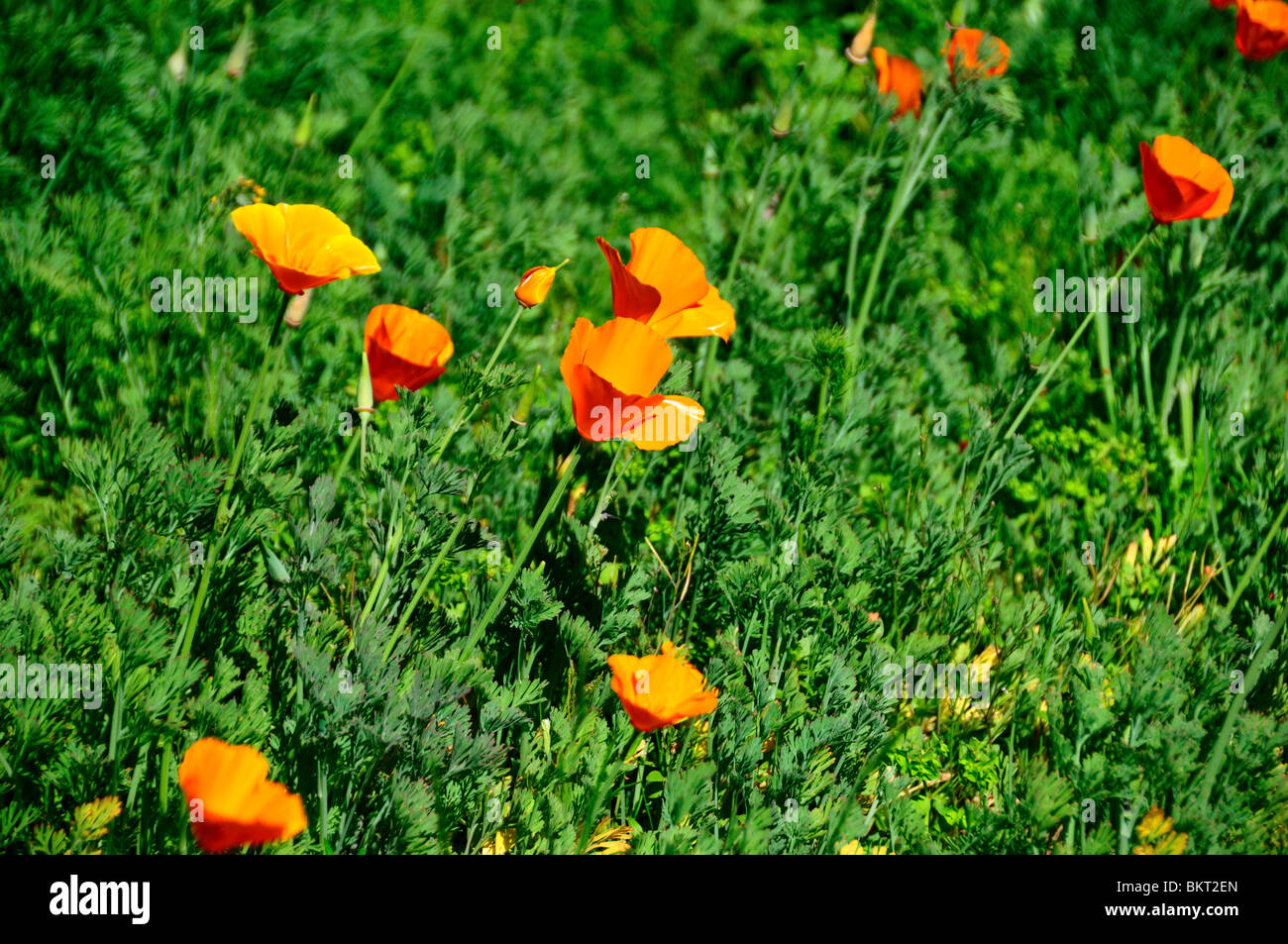 California orange poppy flowers hi-res stock photography and images - Alamy