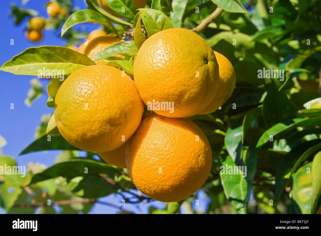 Ripe oranges are hanging on a tree under a bright blue sky Stock Photo