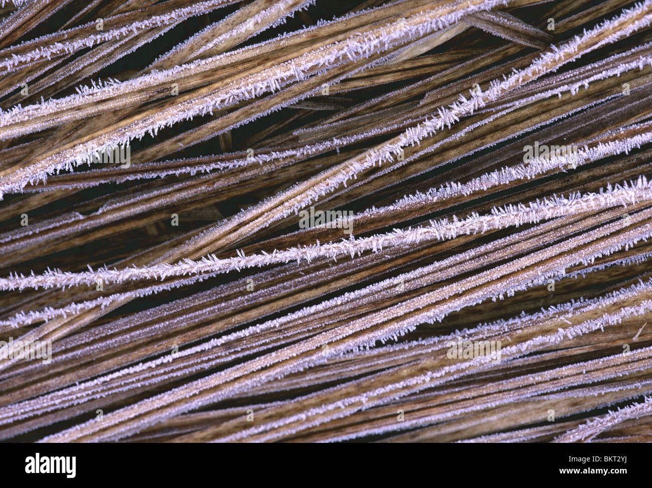 Berijpte zegges (Carex sp.) Frozen sedges (Carex sp.) Stock Photo
