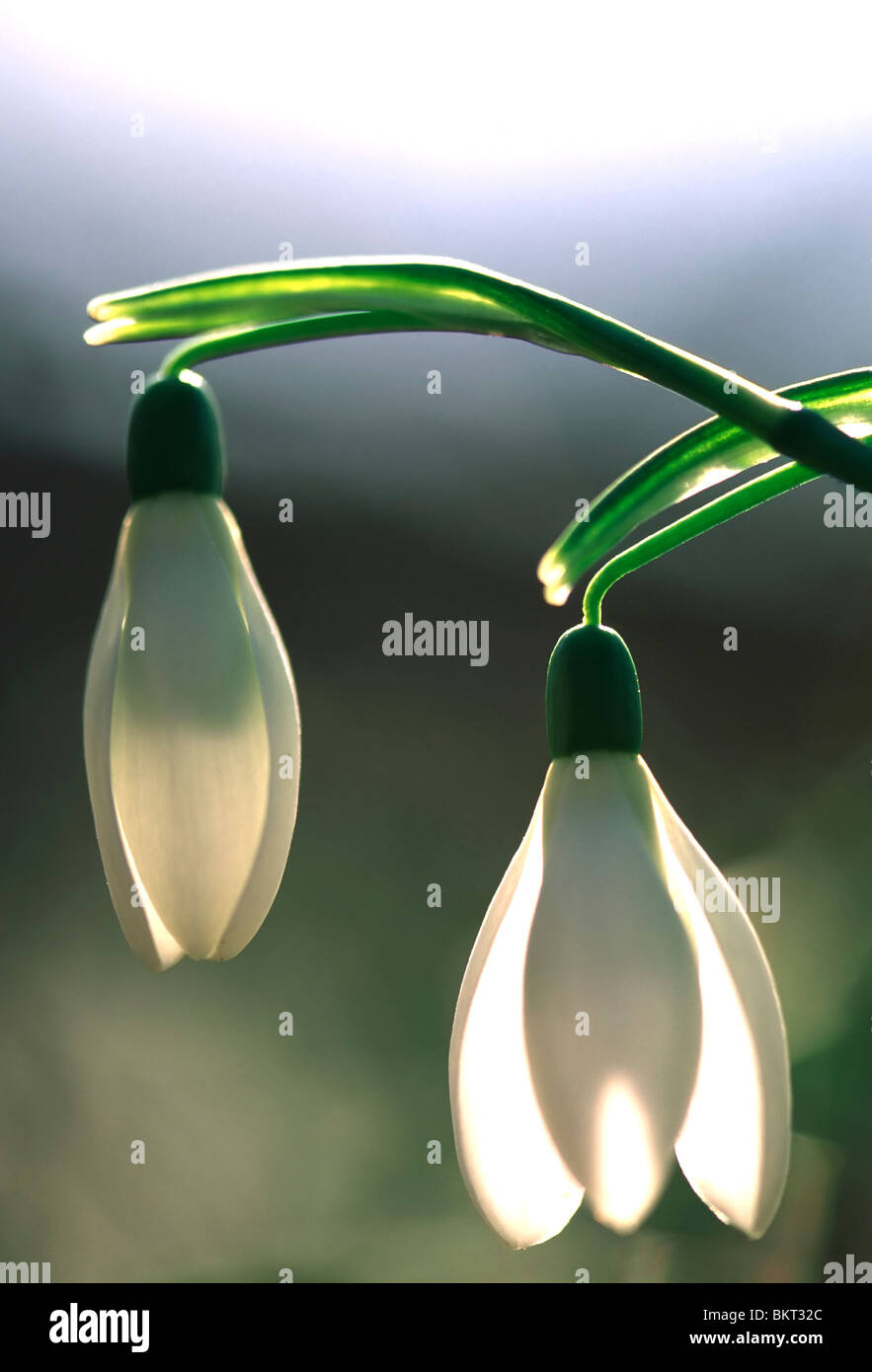 Sneeuwklokje (Galanthus nivalis), BelgiÃ« Snowdrop (Galanthus nivalis), Belgium Stock Photo