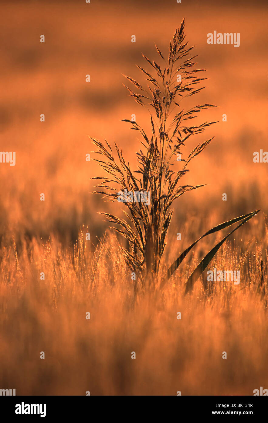 Grashalm in morgenlicht, BelgiÃ« Grass in morninglight, Belgium Stock Photo