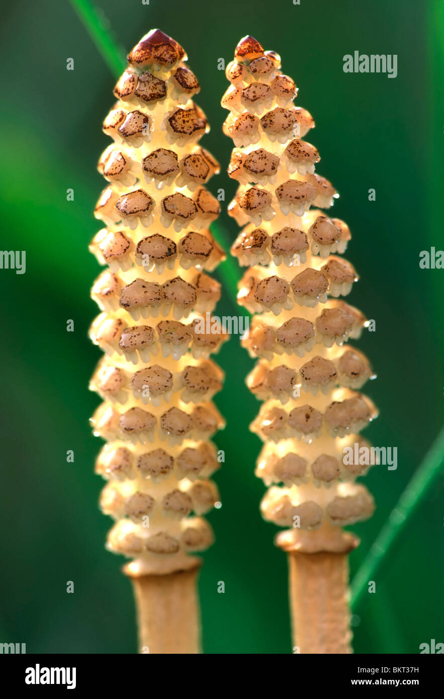 Heermoes Equisetum Arvense Belgi Field Horsetail Equisetum heermoes-equisetum-arvense-belgi-field-horsetail-equisetum
