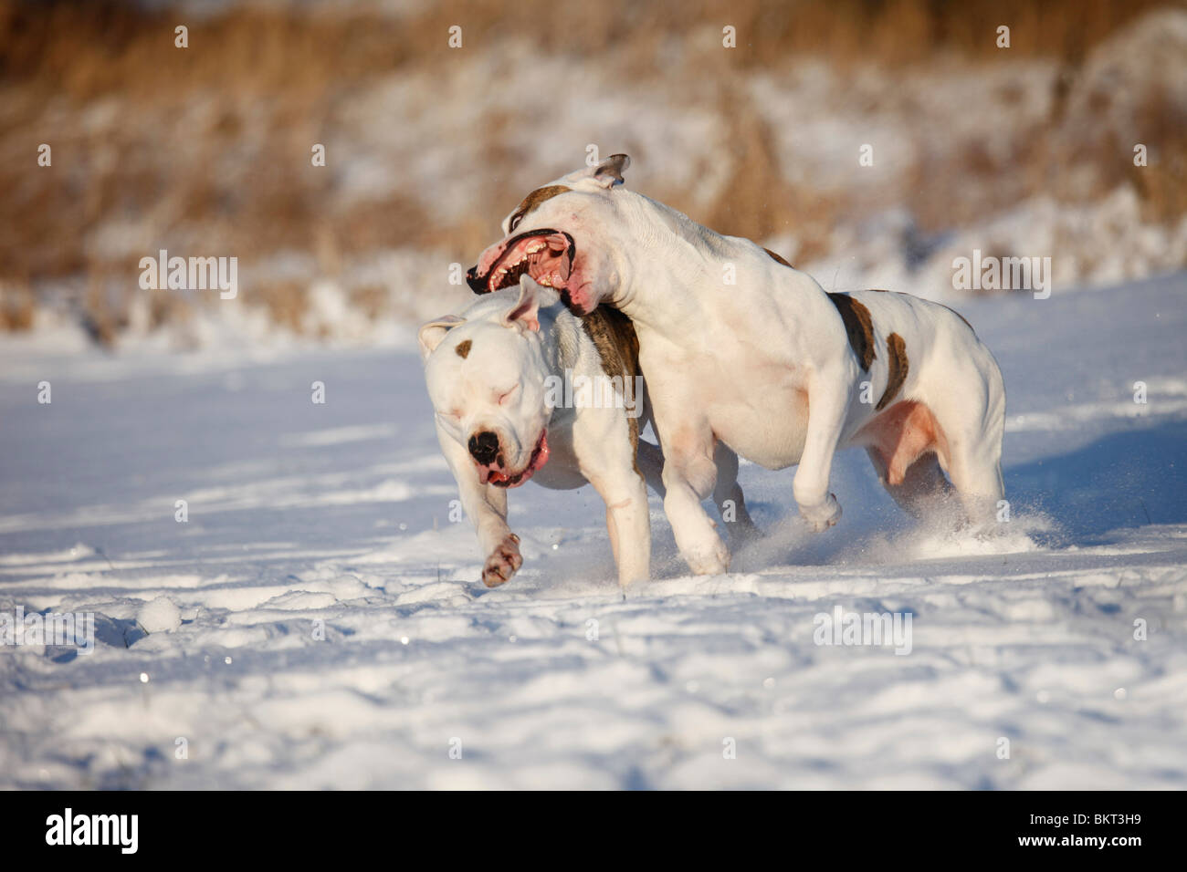 Amerikanische Bulldoggen / American Bulldogs Stock Photo