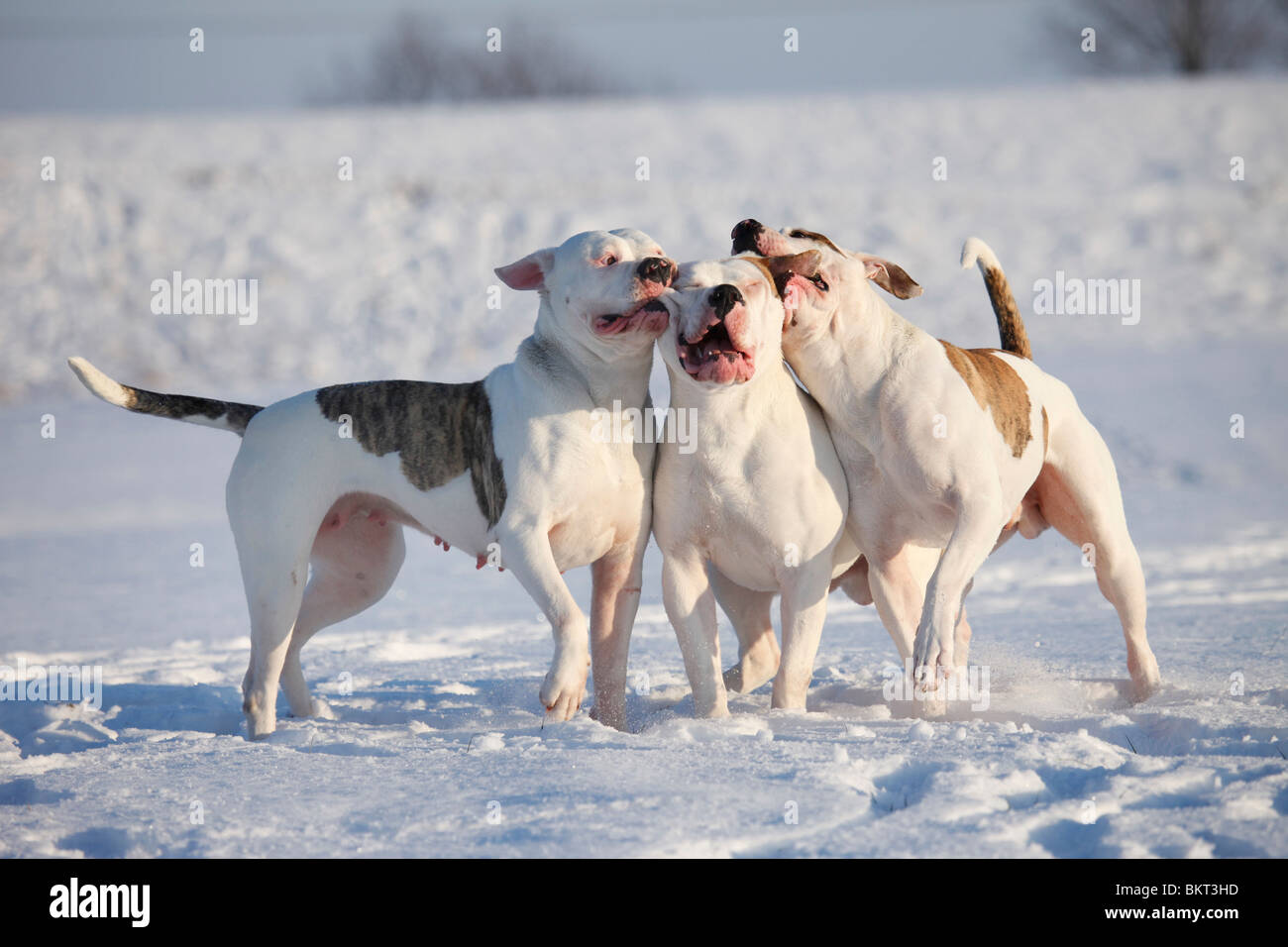 spielender Amerikanische Bulldogen / playing American Bulldogs Stock Photo