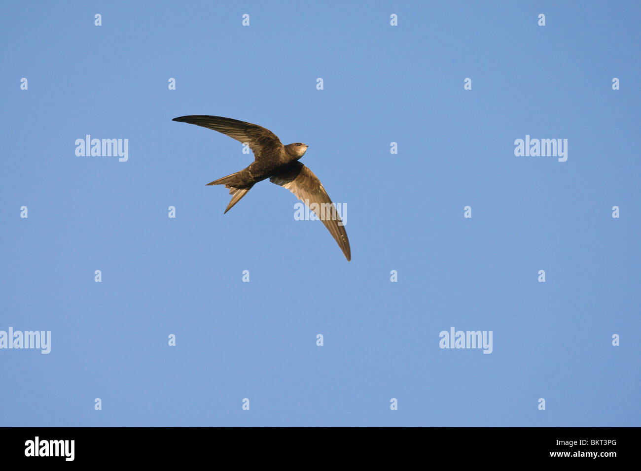 Gierzwaluw met volle krop vliegend en fouragerend. Common Swift with ...