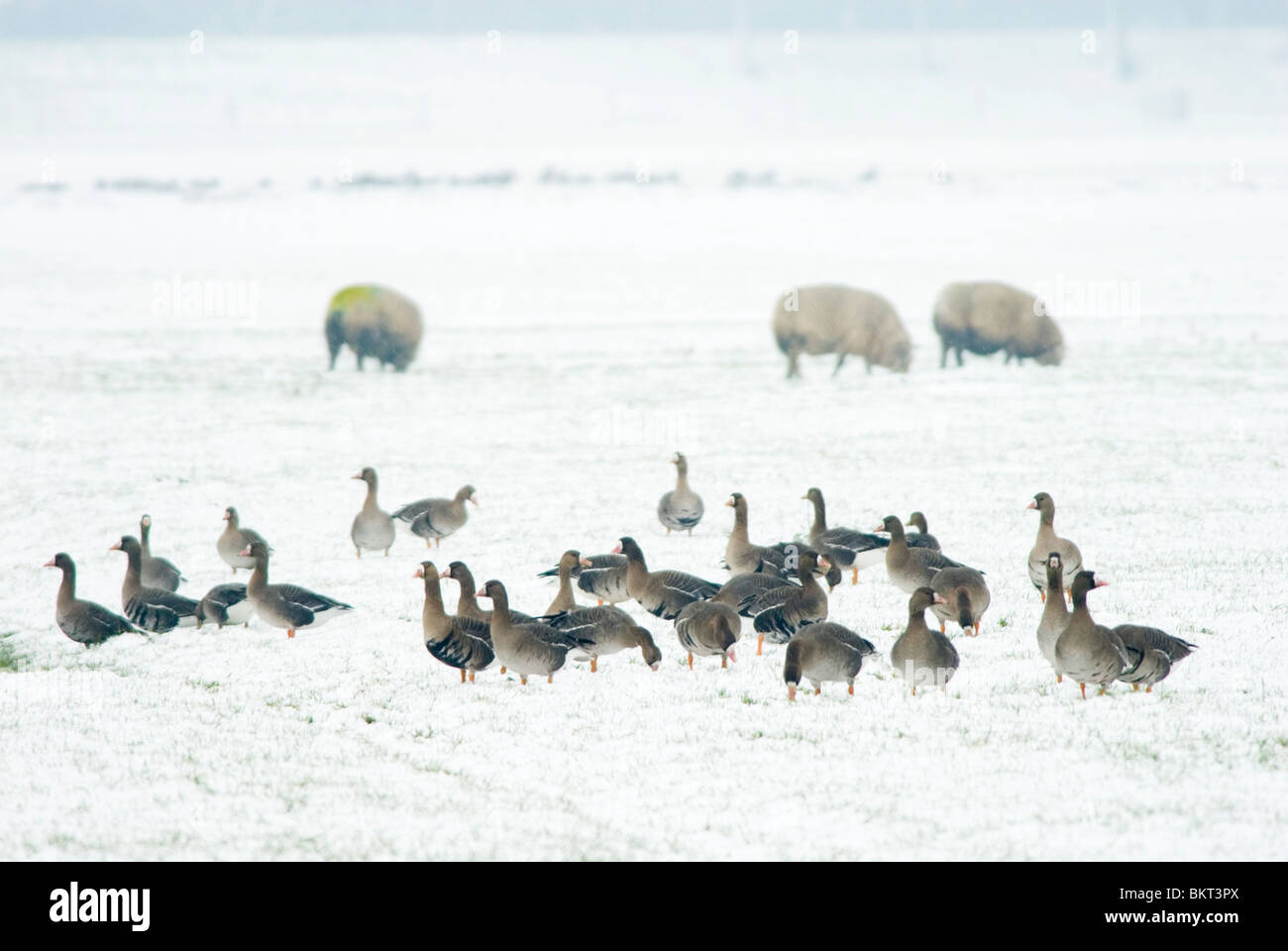 kolganzen en schapen in sneeuw; white-fronted geese and sheep in snow; Stock Photo