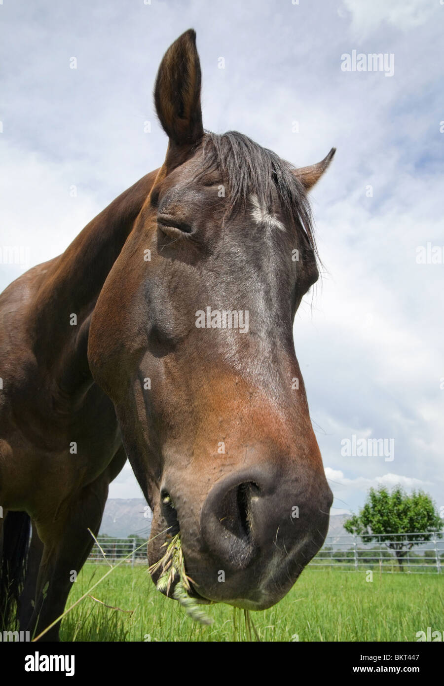 Horse face close up hi-res stock photography and images - Alamy
