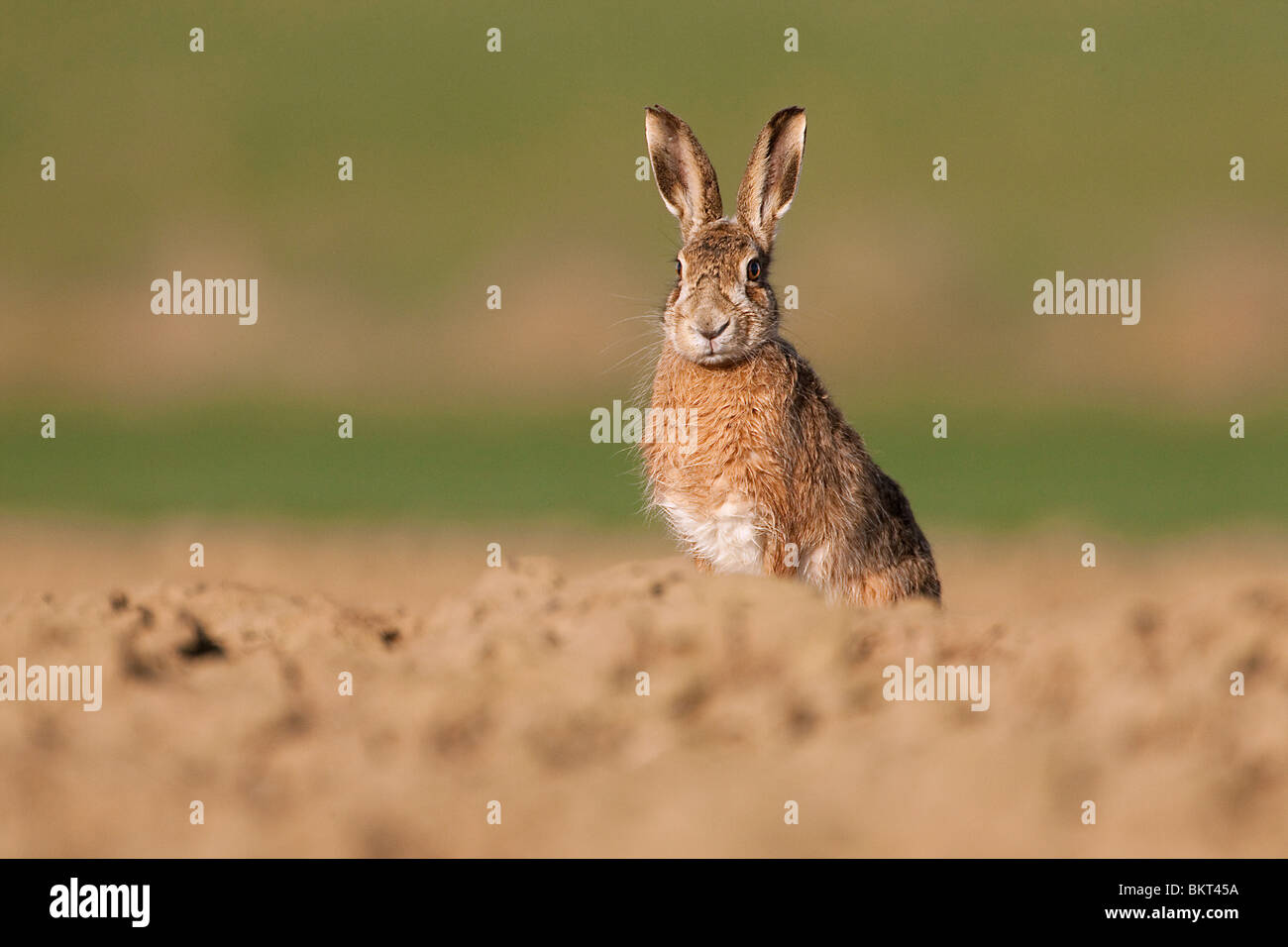 Spring hare leaping hires stock photography and images Alamy