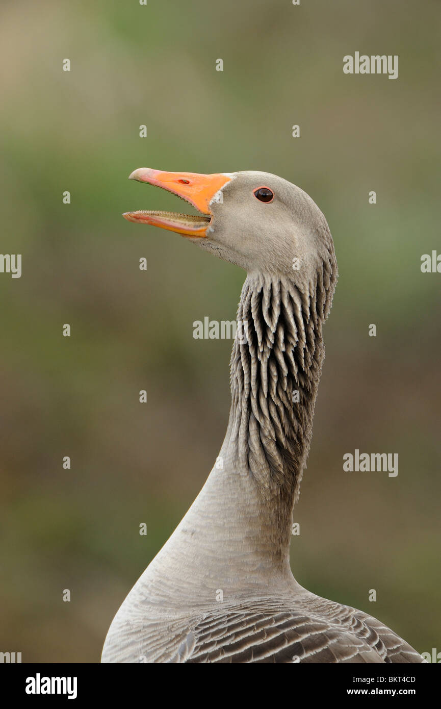 Roepende Grauwe Gans, portret; Calling Greylag Goose, headshot Stock Photo