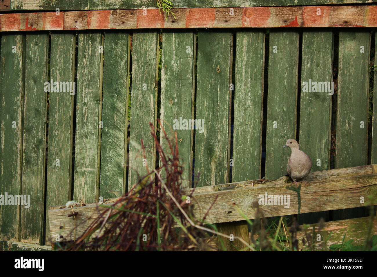 Young collared dove hires stock photography and images Alamy