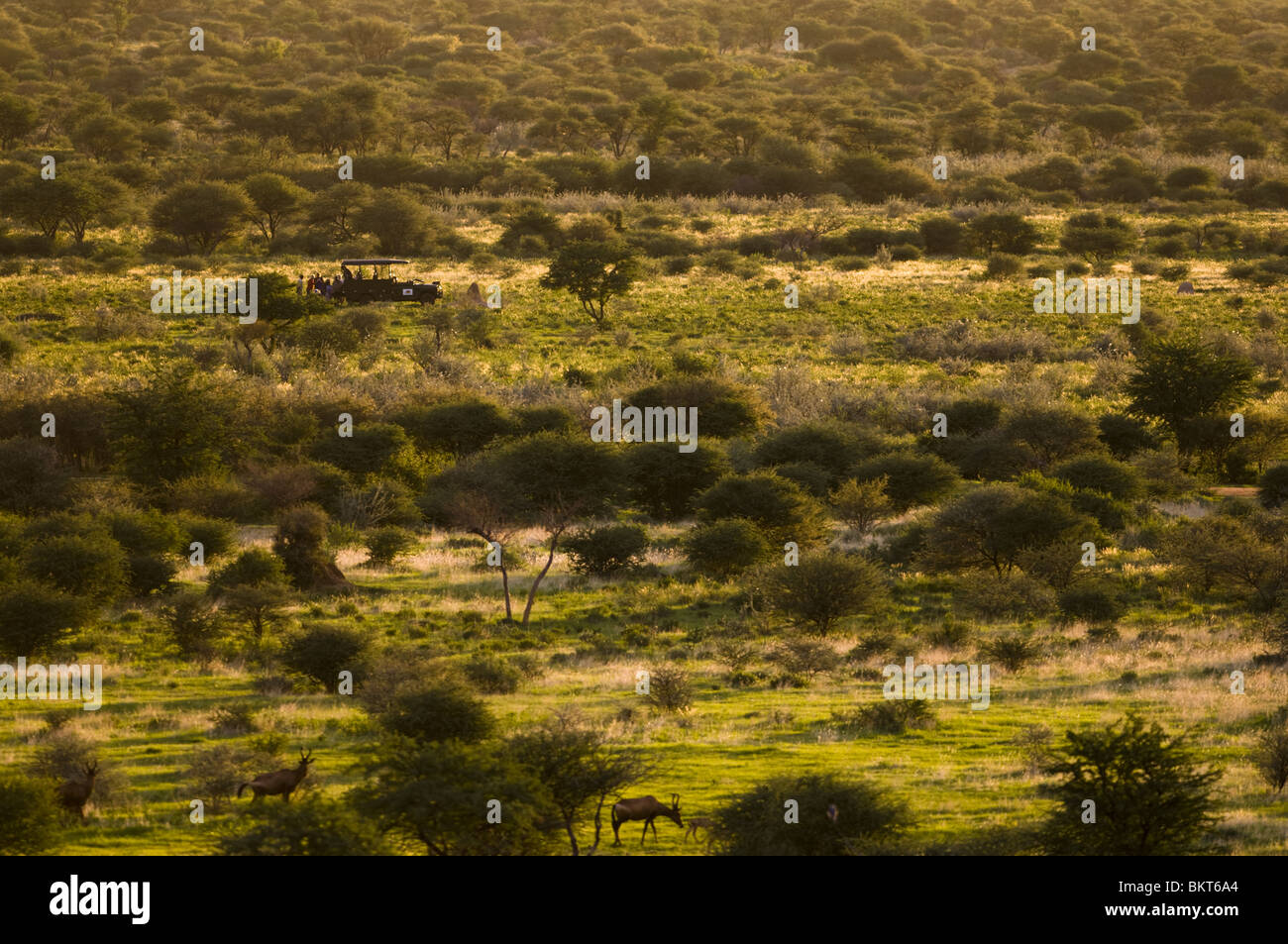 Tourists on a game drive, Erindi, Namibia. Stock Photo