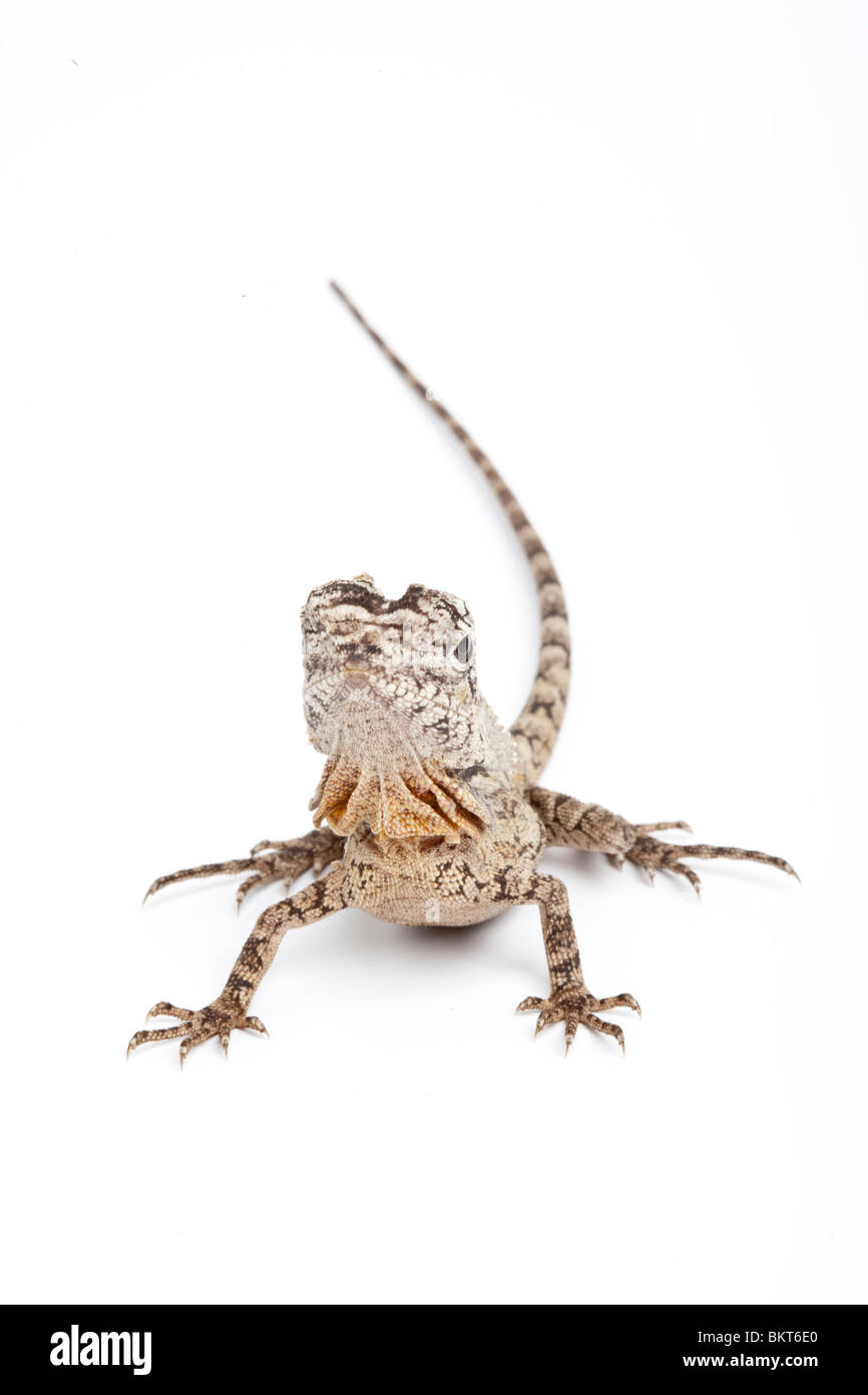 Frilled lizard, Chlamydosaurus kingii, juvenile, Australia Stock Photo